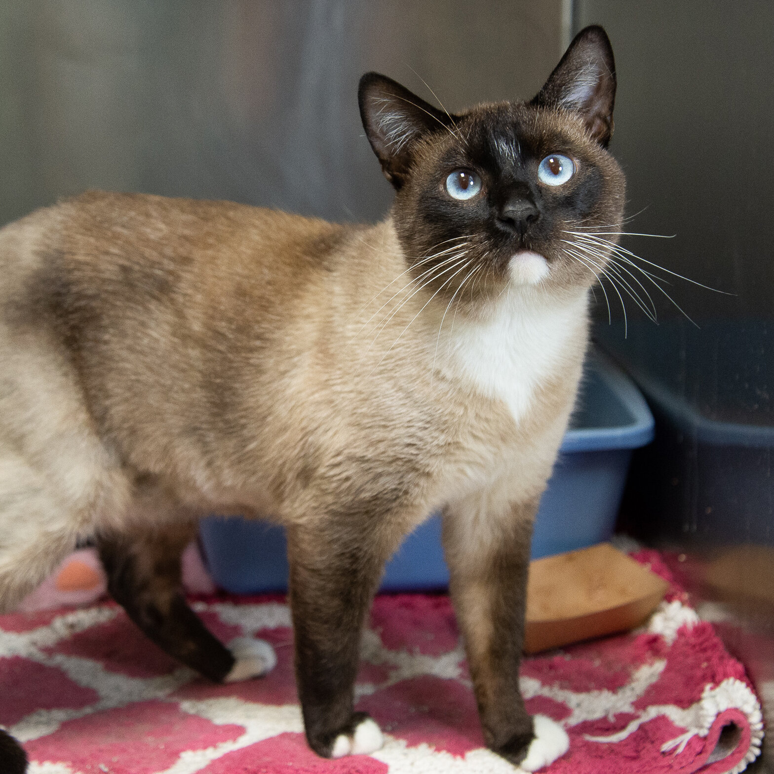 GILMAN, 2 YEARS, MALE
