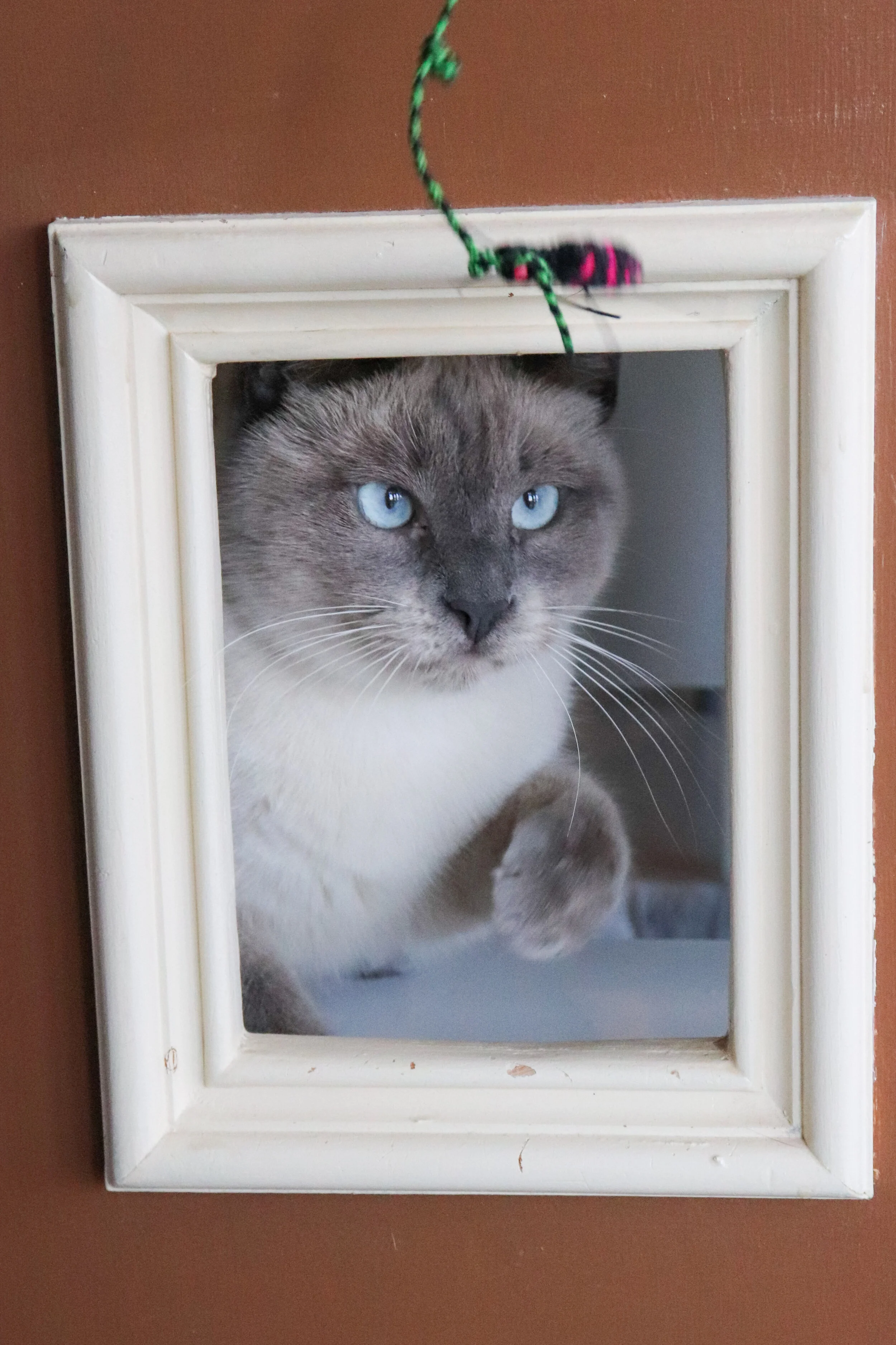 ROYCE, 1.5 YEARS, MALE