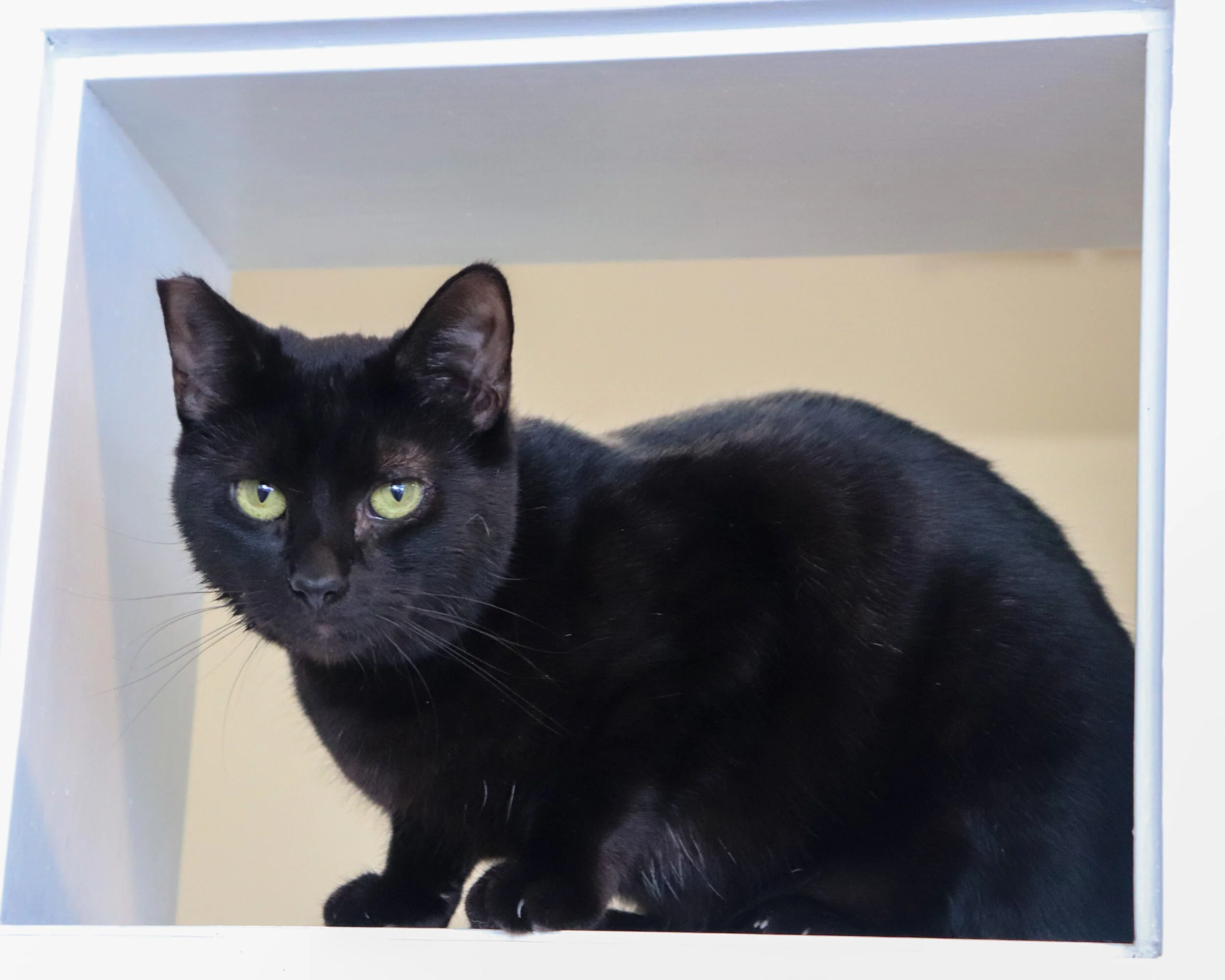 MALLORY, 1 YEAR, FEMALE