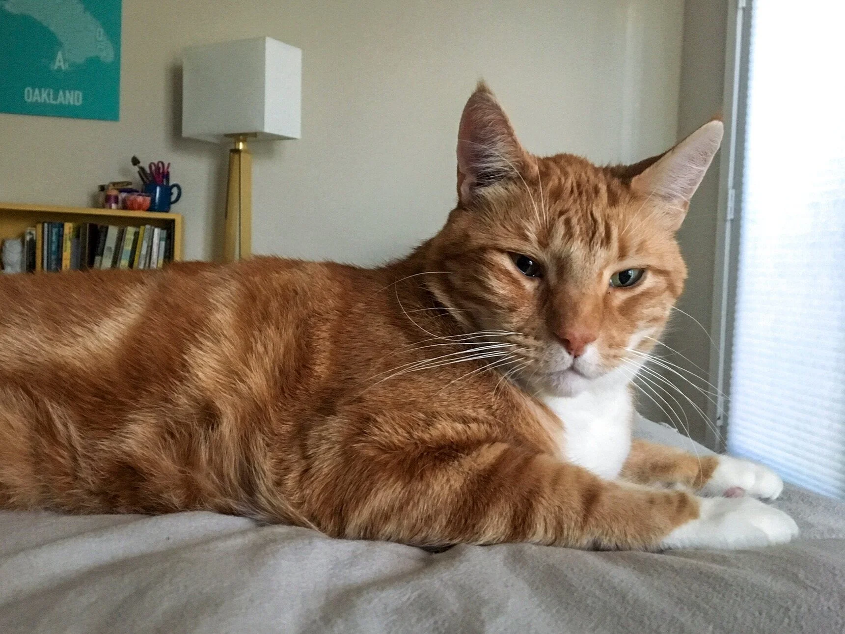 SPIKE, 4 YEARS, MALE