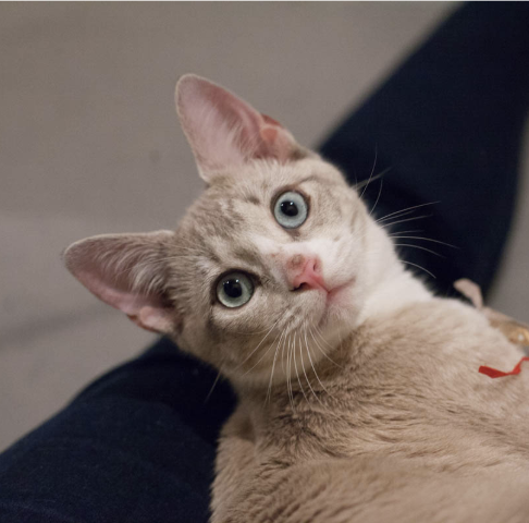COCO, 5-6 MONTHS, FEMALE