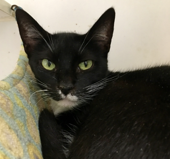 RAVEN, 2 YEARS, FEMALE