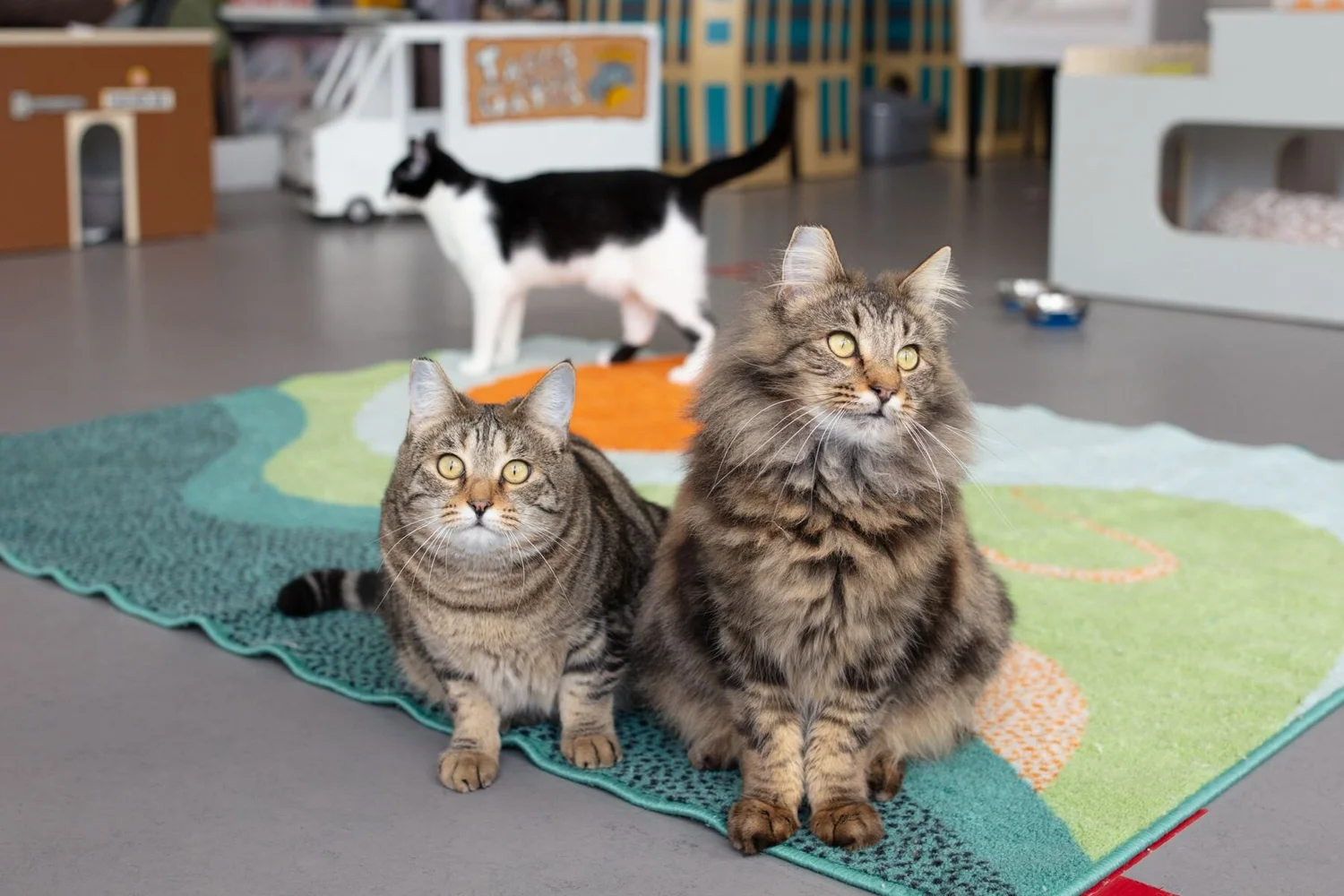 Thank You from Cat Town