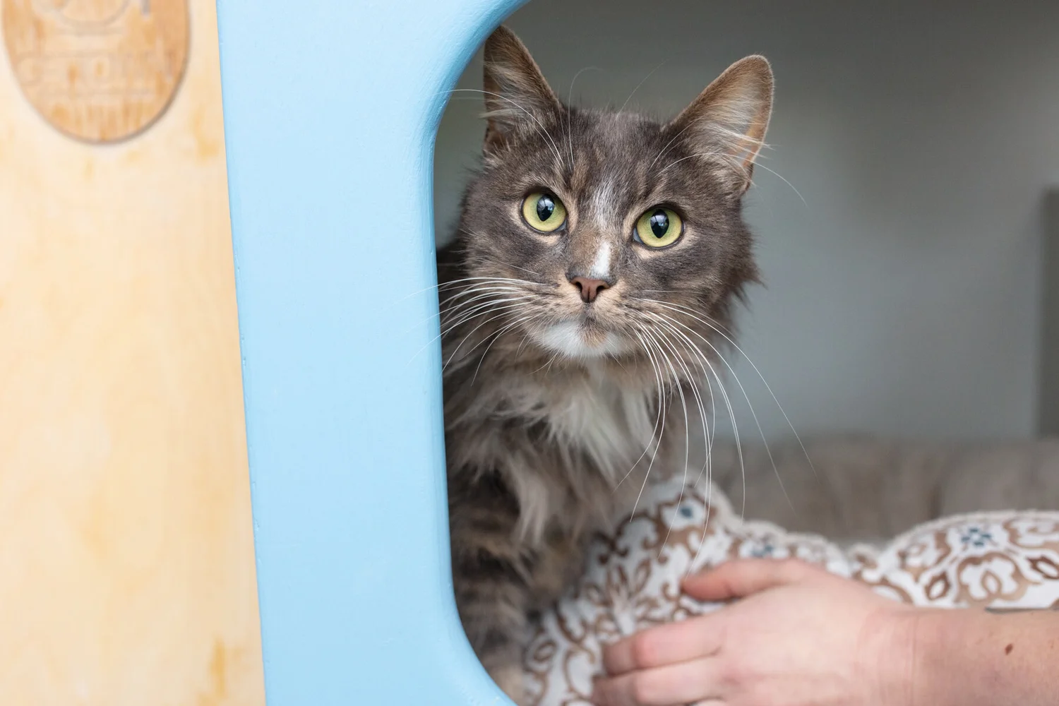 4 Interesting Facts About Maine Coon Cats 4 Interesting Facts About Maine Coon Cats