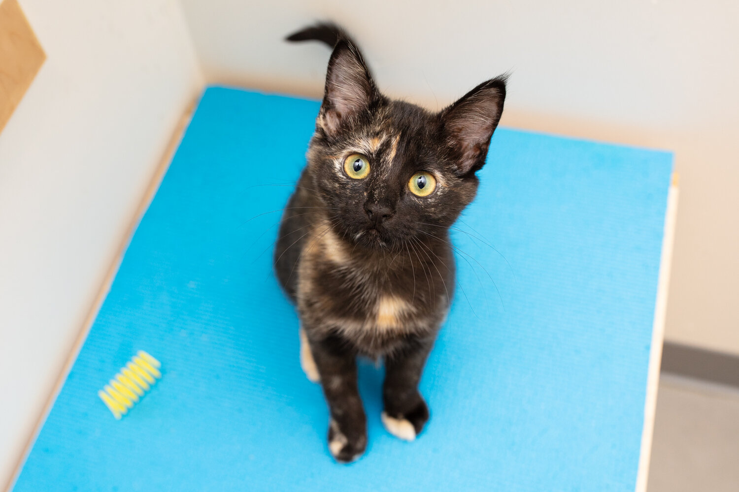 tortoiseshell and white cat with blue eyes