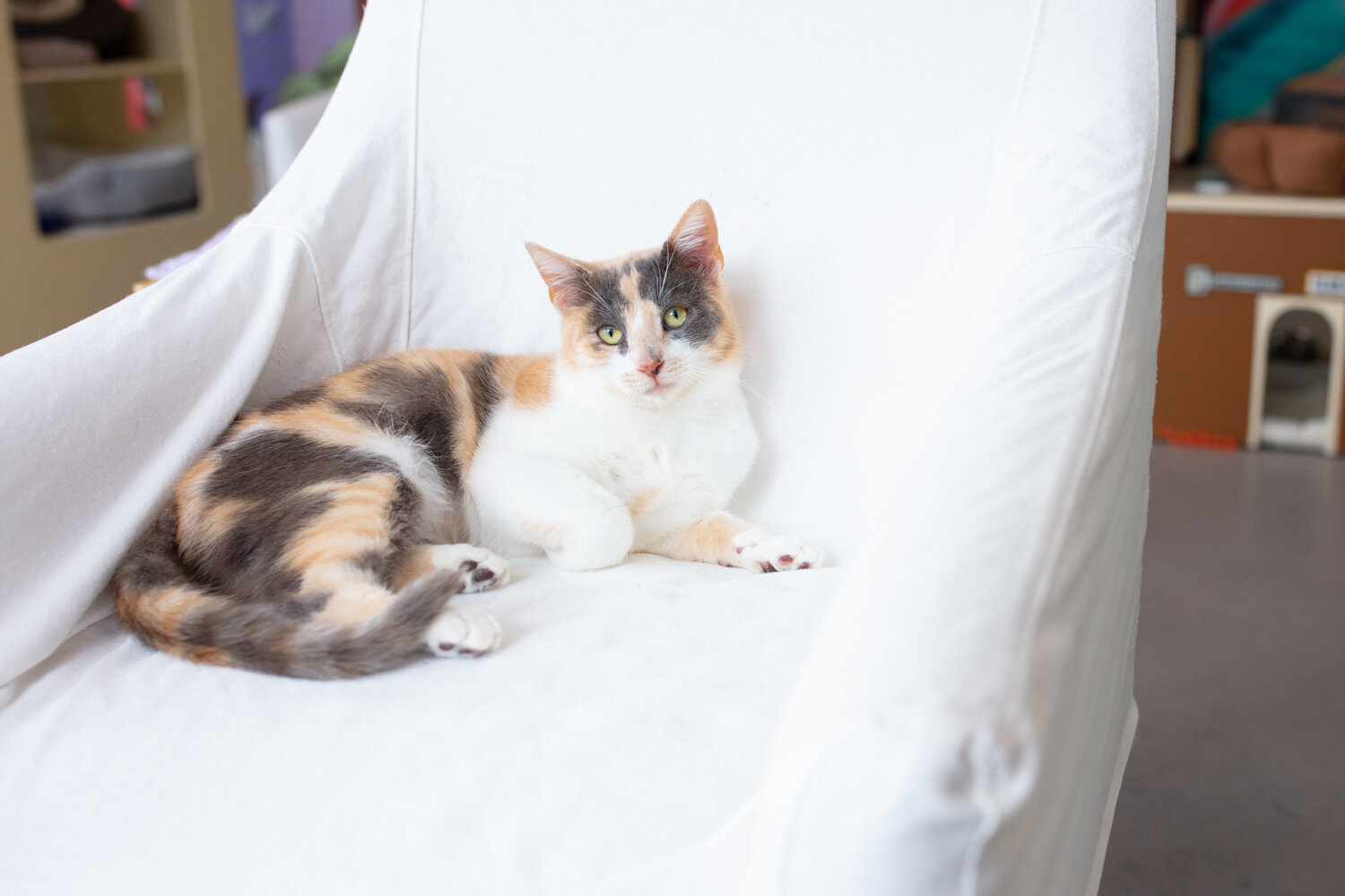 Calico Cat Facts to Know - Calico Cat Facts to Know