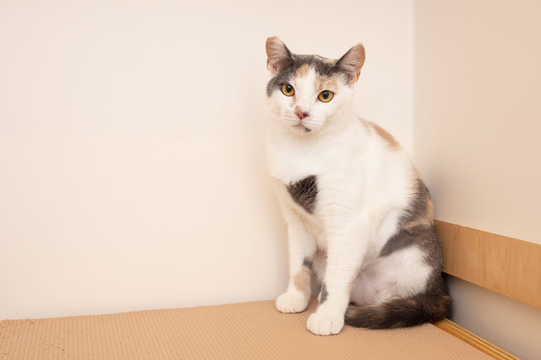 Calico Cat Facts to Know - Calico Cat Facts to Know