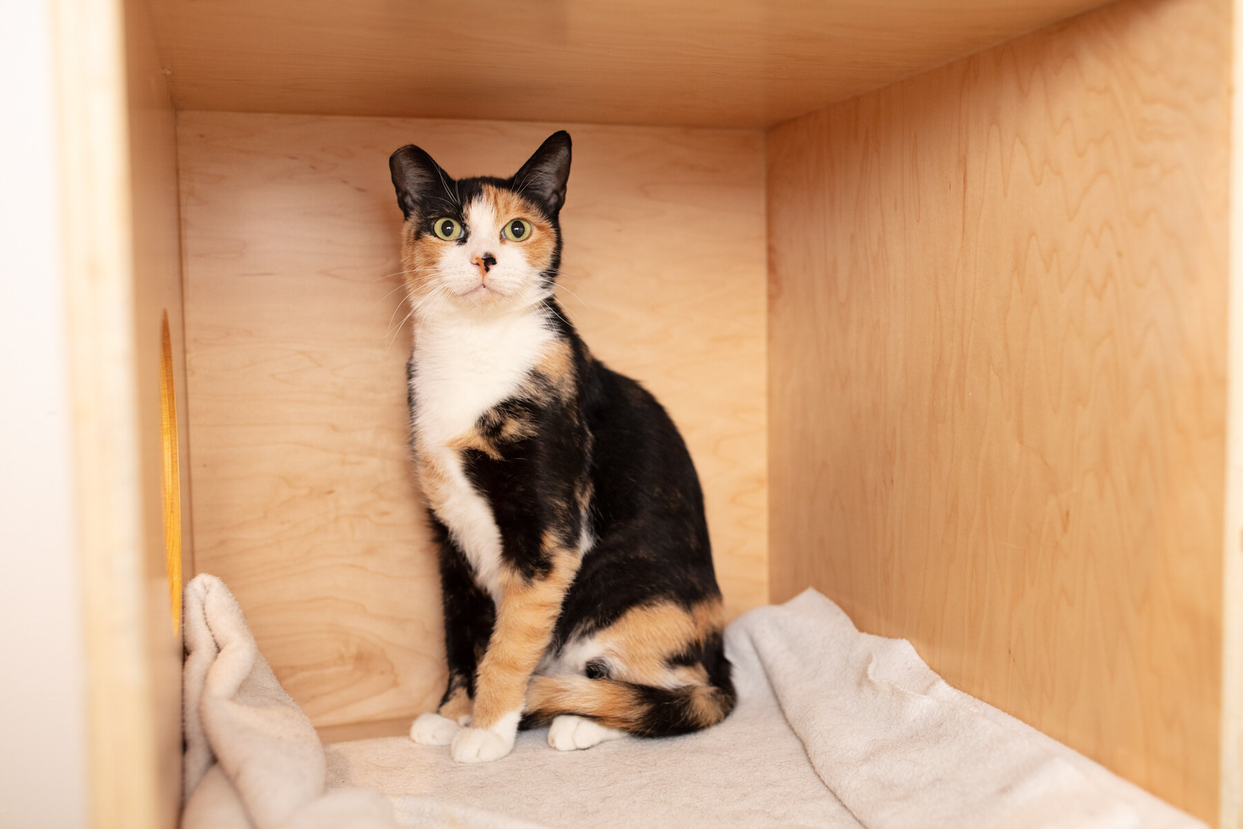 Calico Cat Facts To Know - Calico Cat Facts To Know