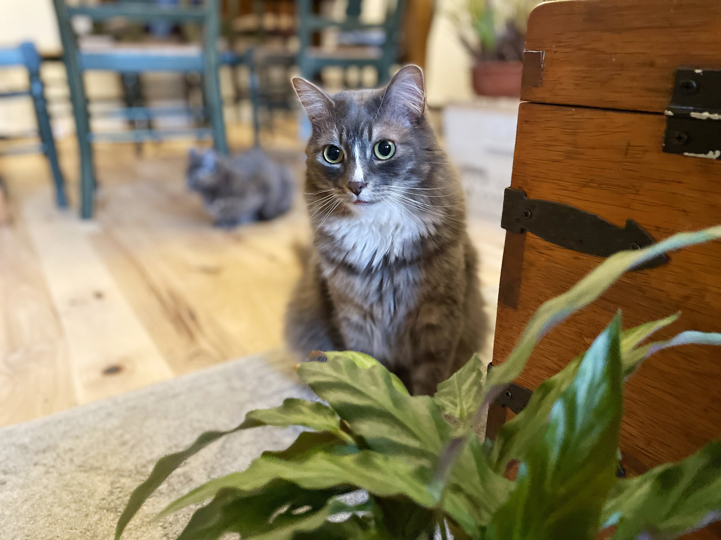 4 Tips on Keeping Houseplants with Cats