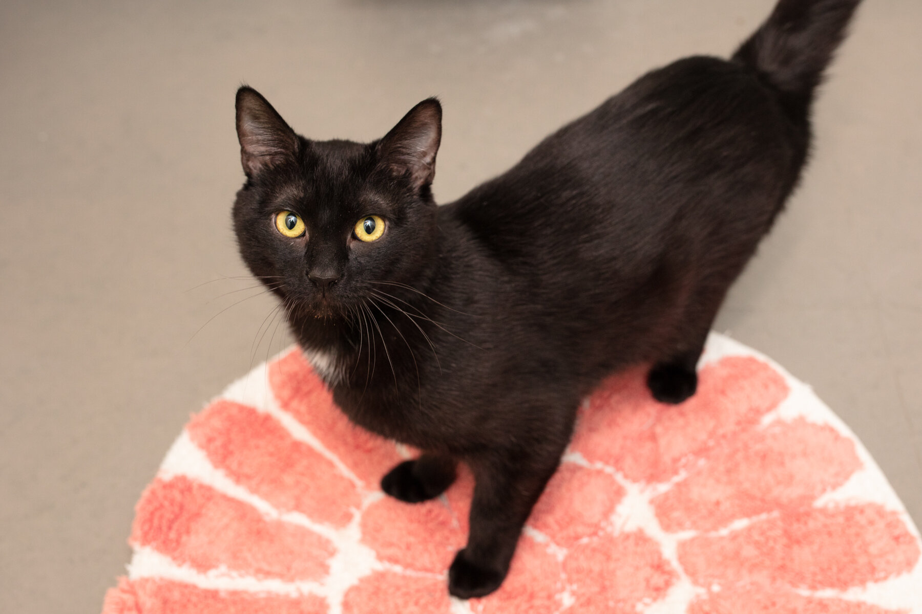 May 2021 Adoptions