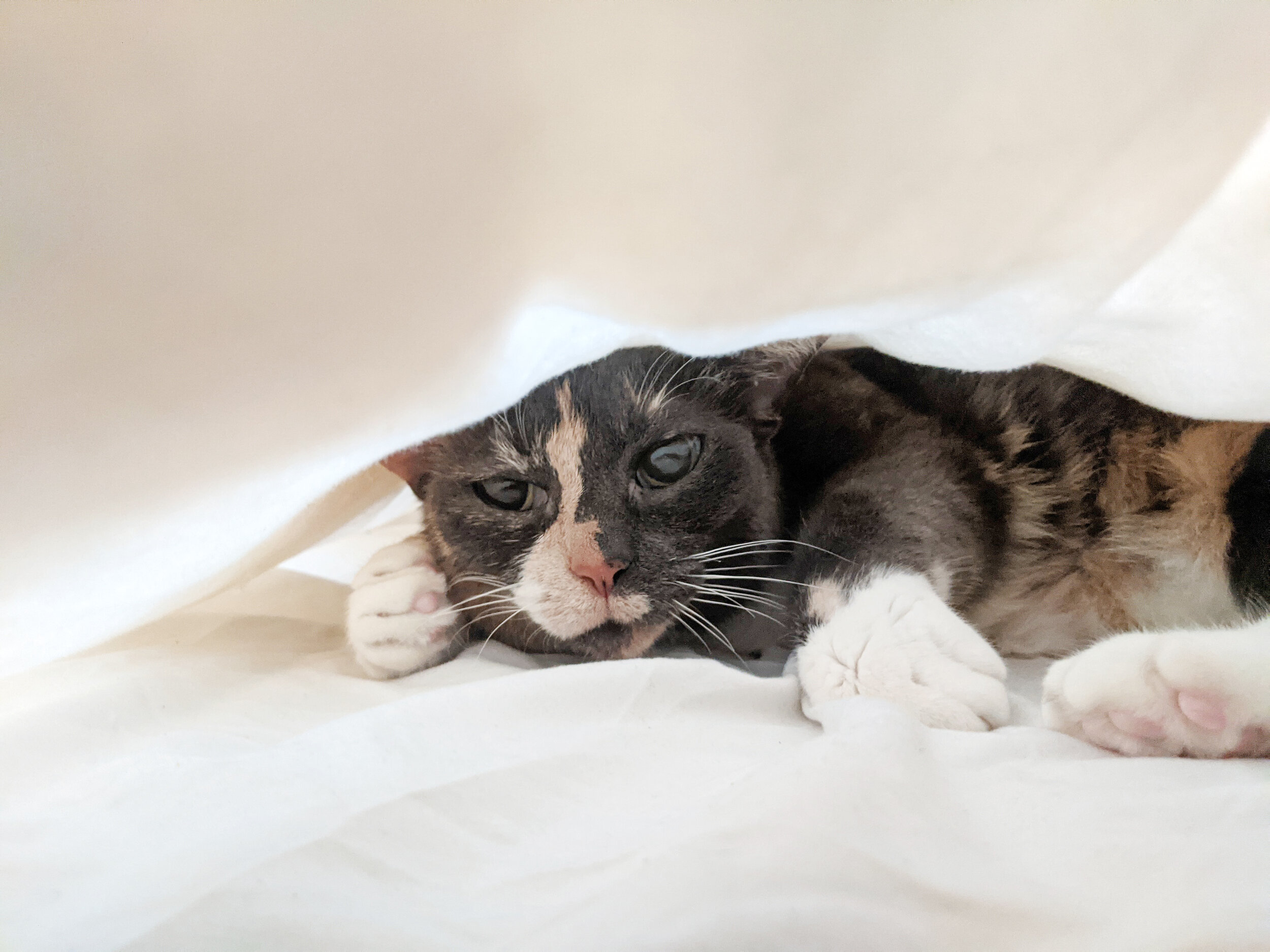 Cats and Fireworks