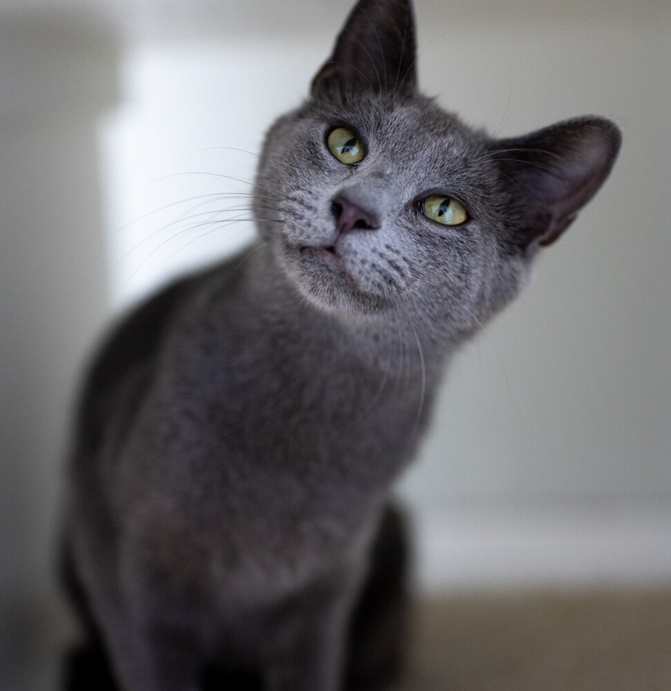 June 2021 Adoptions