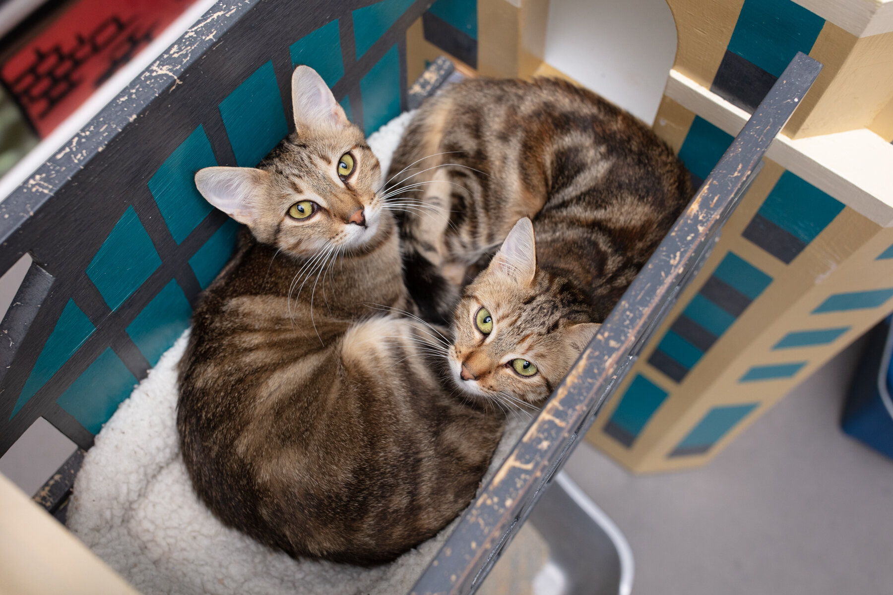July 2021 Adoptions