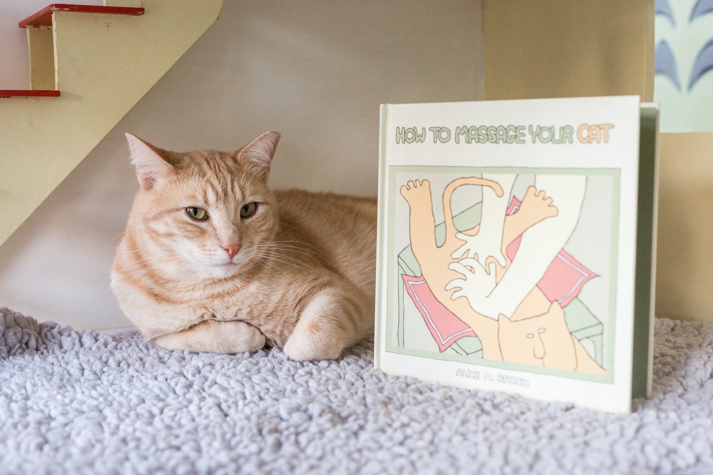 What Would a Cat Bid On?