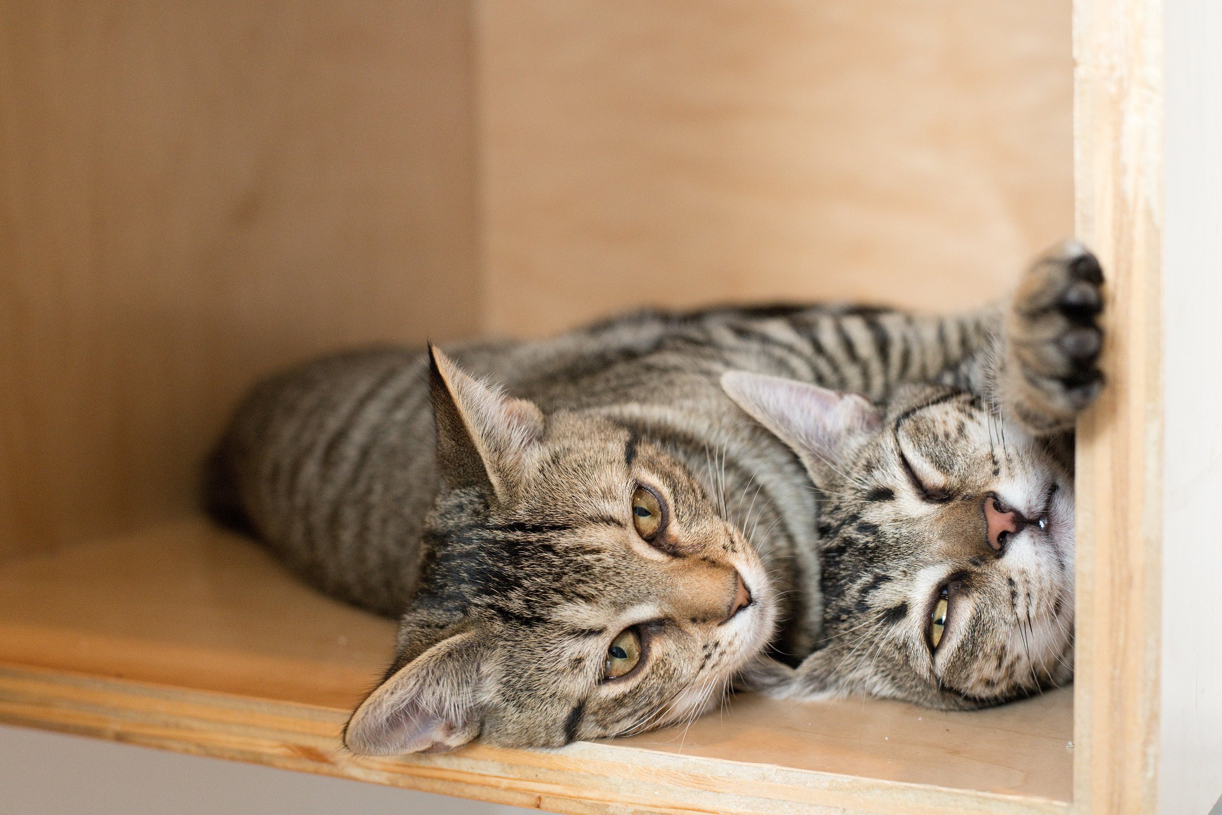 August 2023 Adoptions