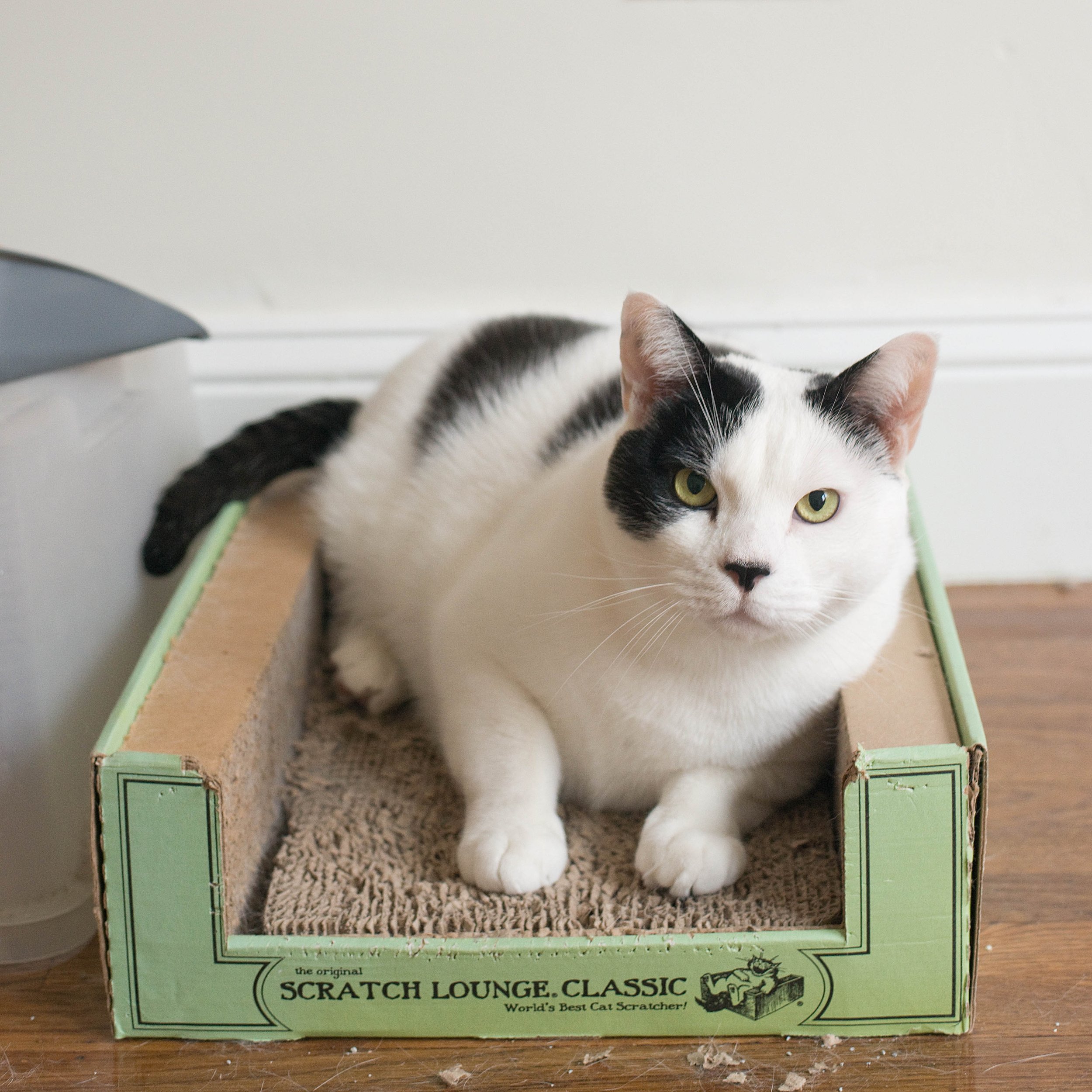 Catcow's Story