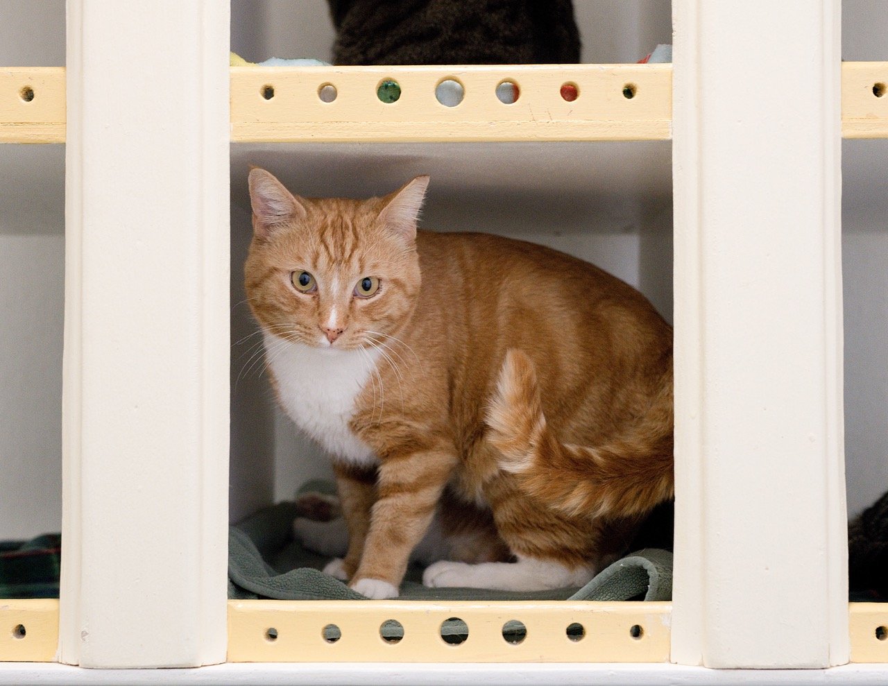 April Adoptions