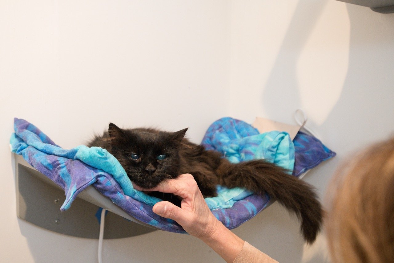 How Cat Town Helps Seniors Like Leia