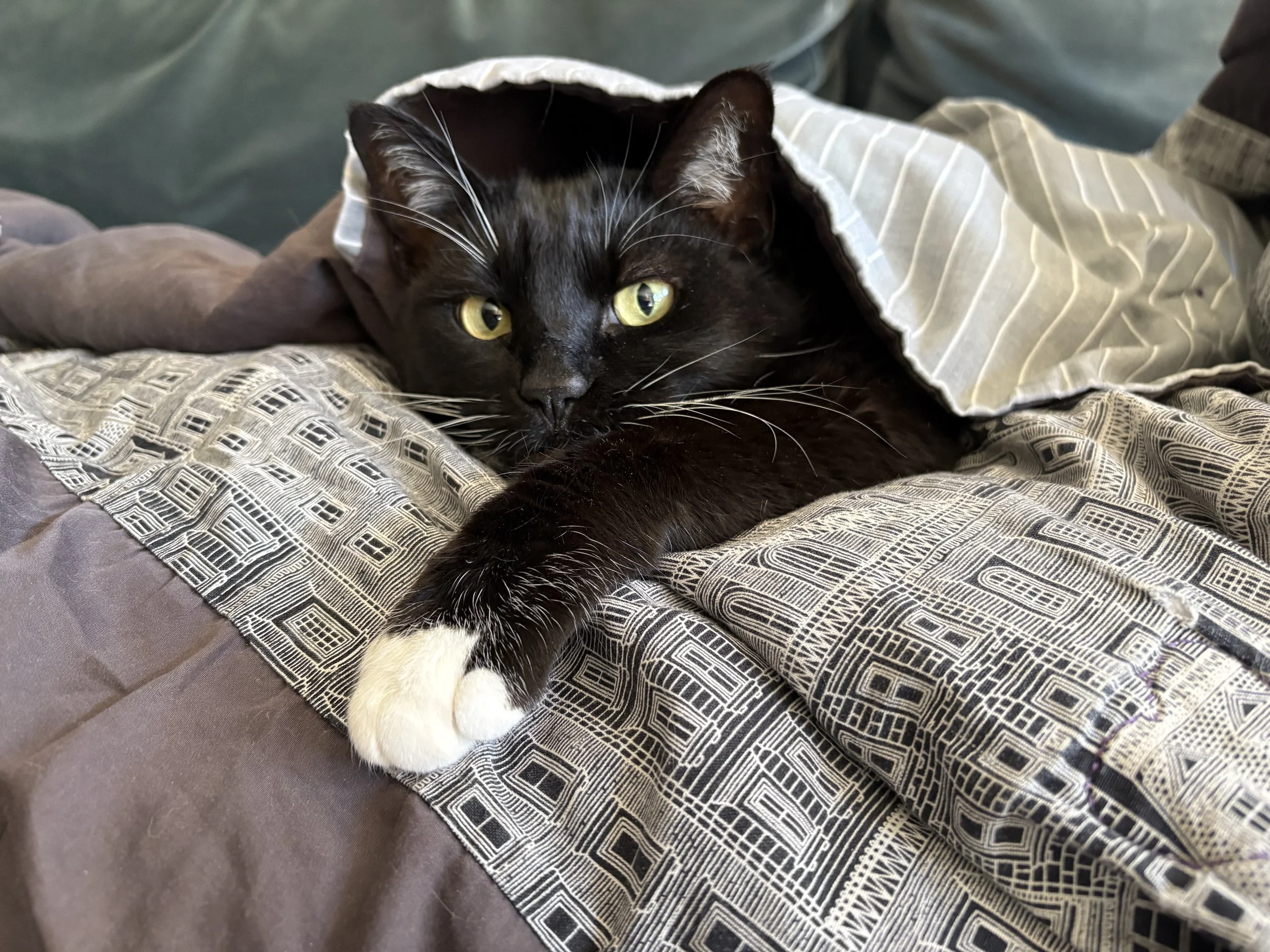 July Adoption Stories