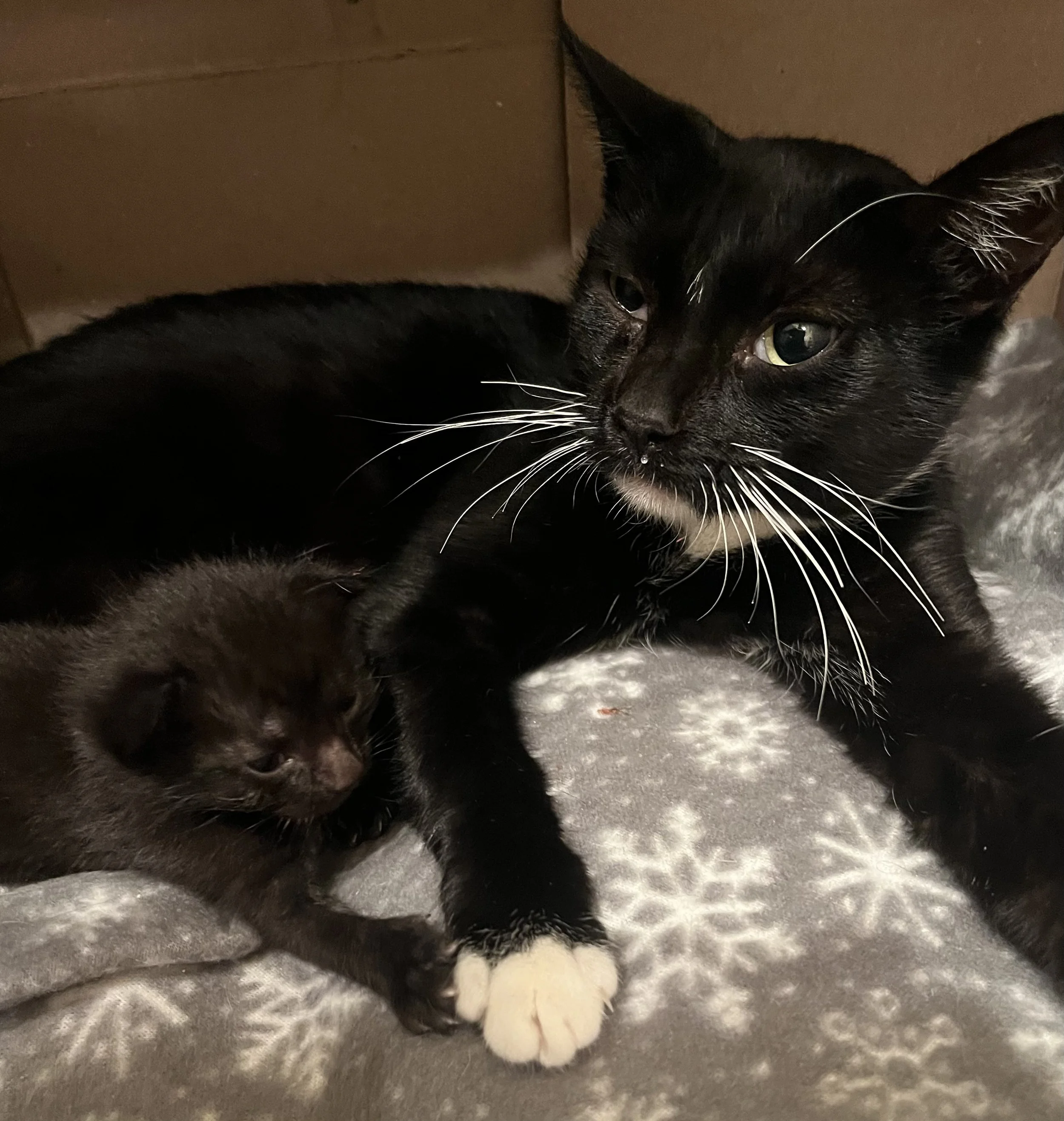 Peppercorn’s Long Journey Home