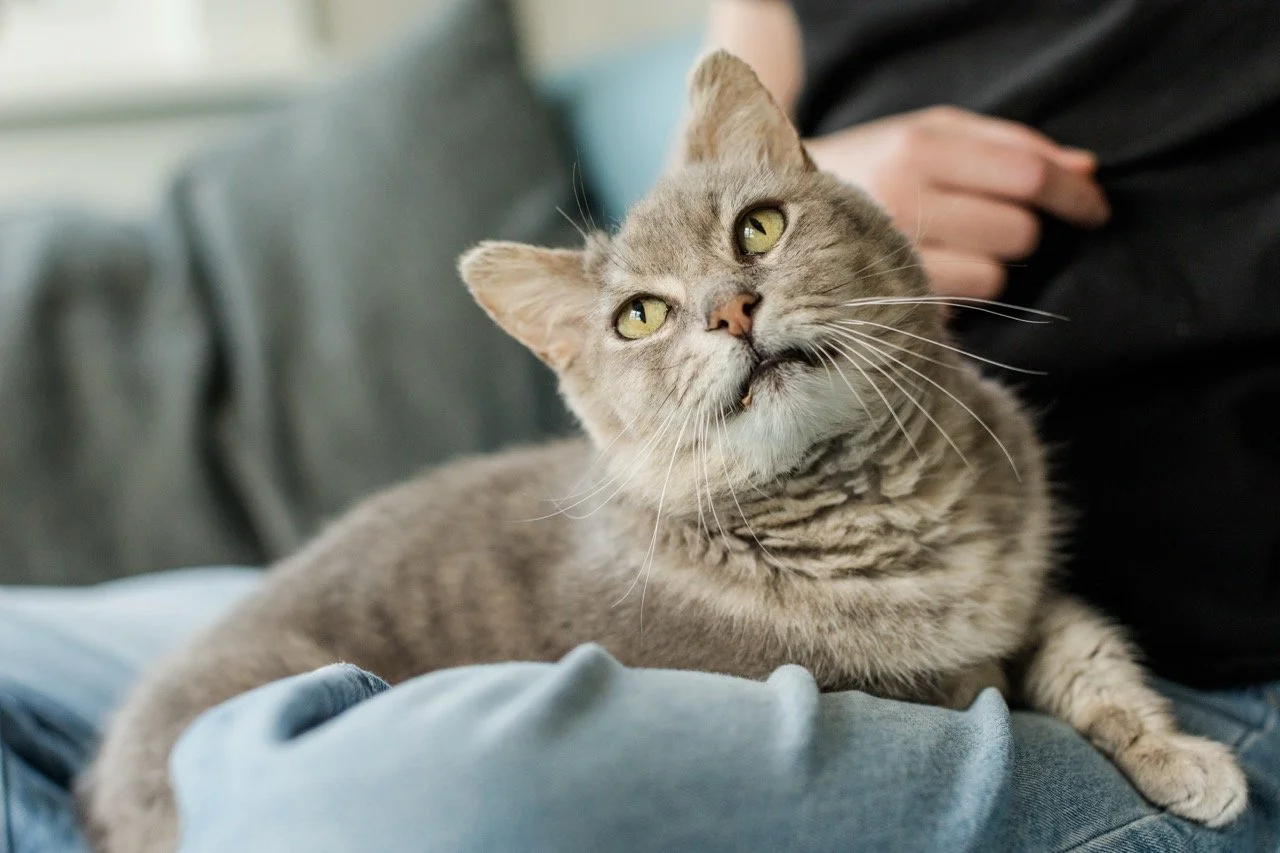 2025_11_Gandalf_Foster_NicoleDialPhotography_#20 Large.jpeg