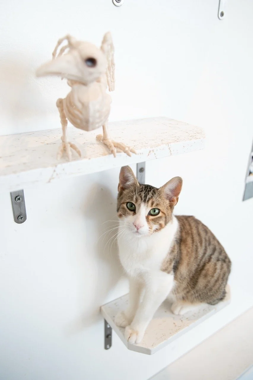 2025_10_Benji_CZ1_TeresaWood_11 Large.jpeg