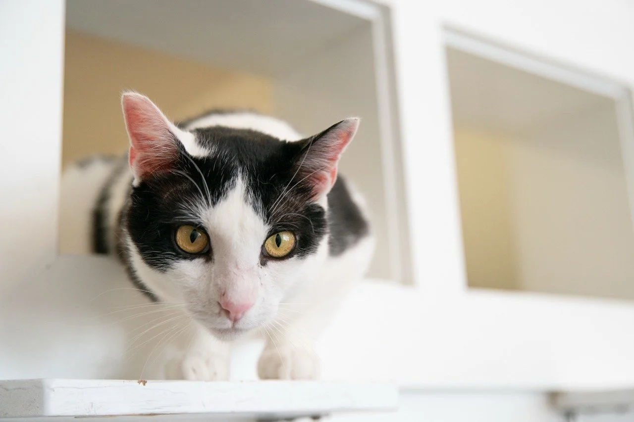 2025_07_GaryDarigold_CZ1_TeresaWood_6 Large.jpeg