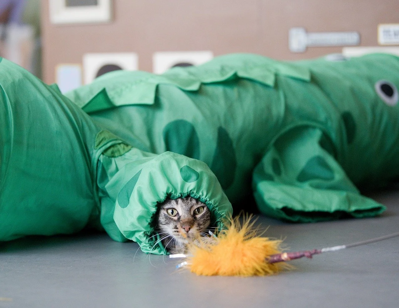 2025_06_Cecilia_CZ1_DYeung_7942 Large.jpeg