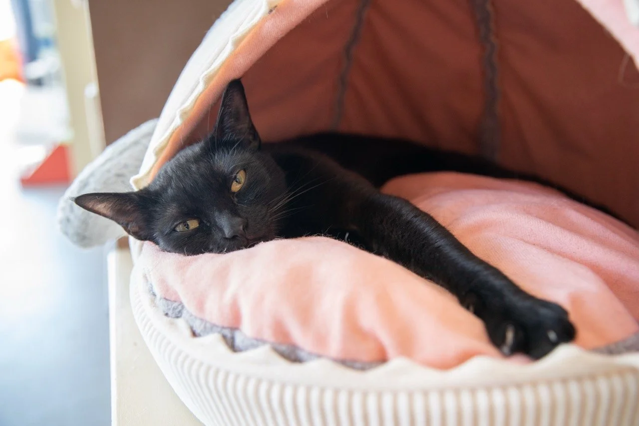 2024_09_Sakura_CZ1_TeresaWood_9 Large.jpeg