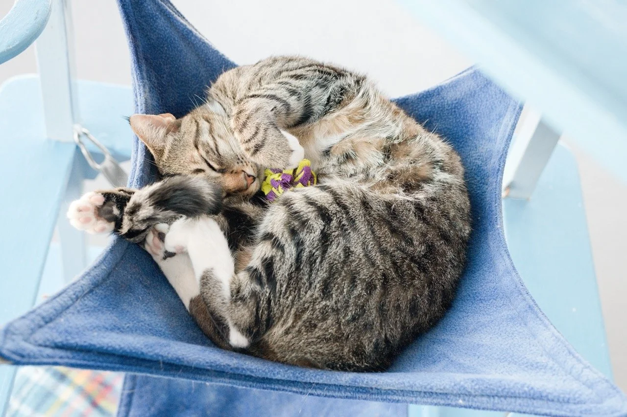 2024_08_Wayne_CZ1_DYeung_9425 Large.jpeg