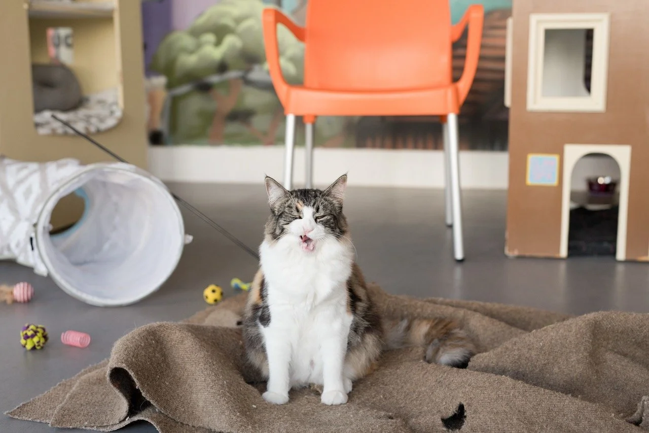 2025_01_KitKat_CZ1_DYeung_8028 Large.jpeg