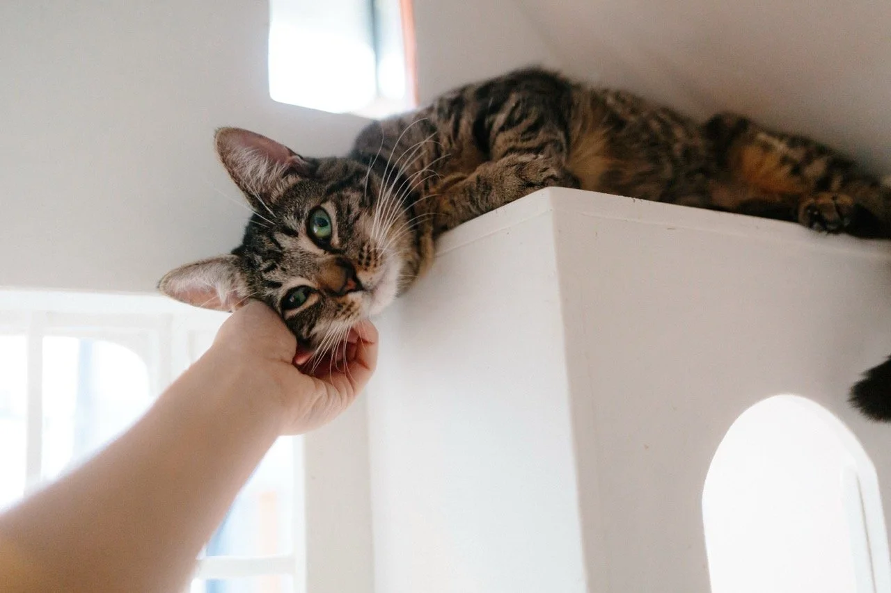 2024_02_Benny_CZ1_KristineLee-017 (1) Large.jpeg