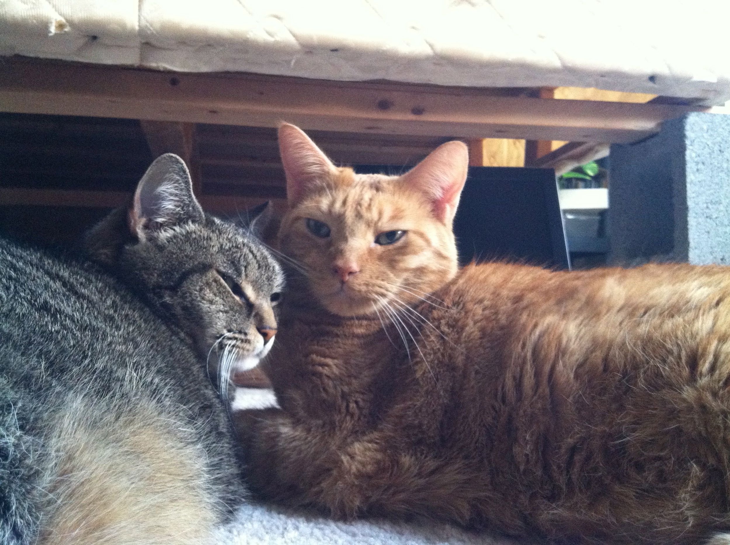 Running for cats like cloud