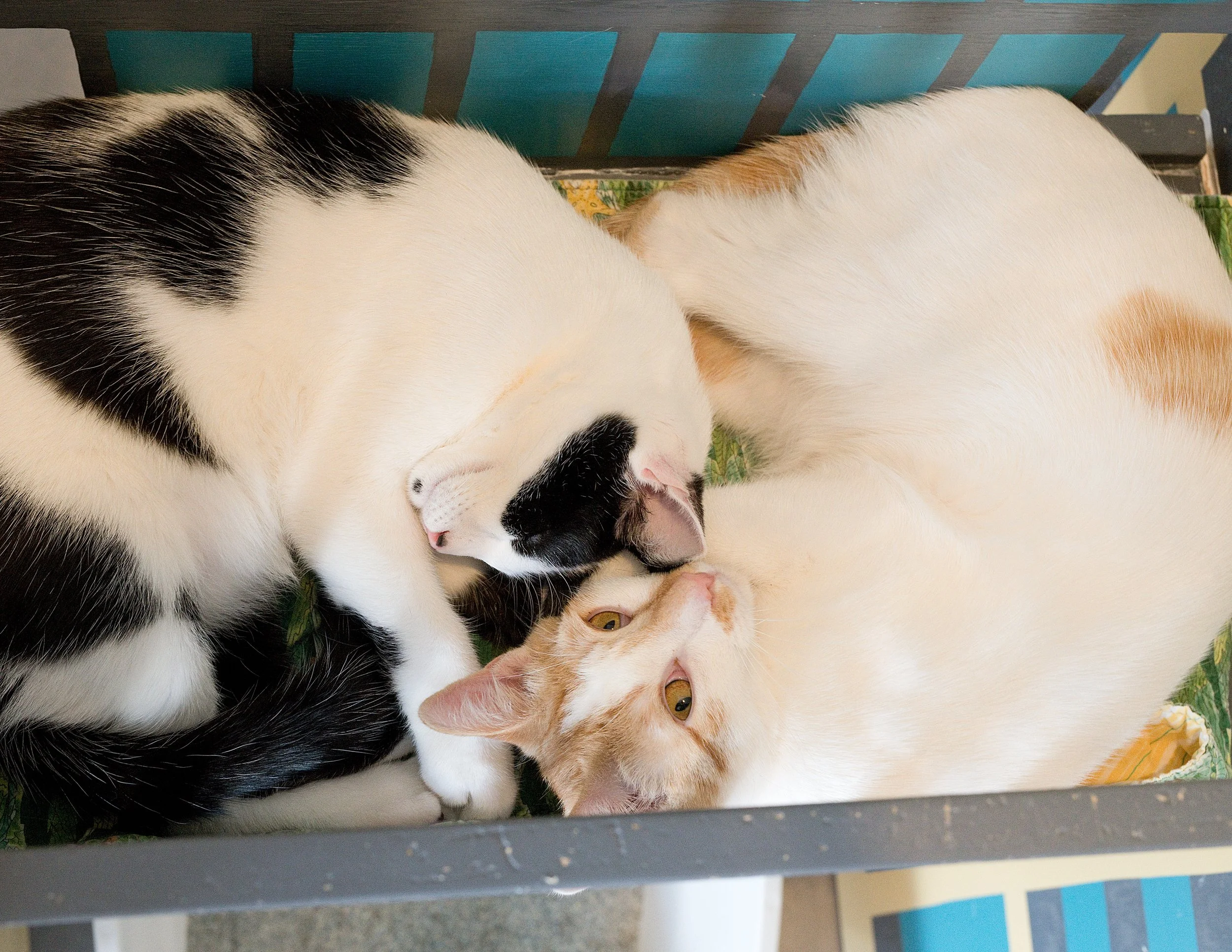 February Adoption Stories