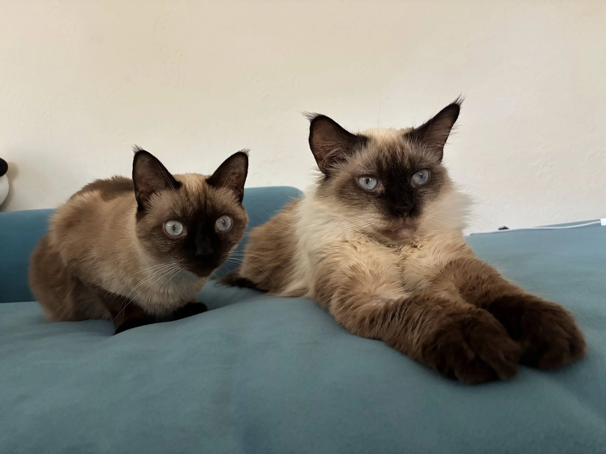 BROOKLYN &amp; CHEYENNE