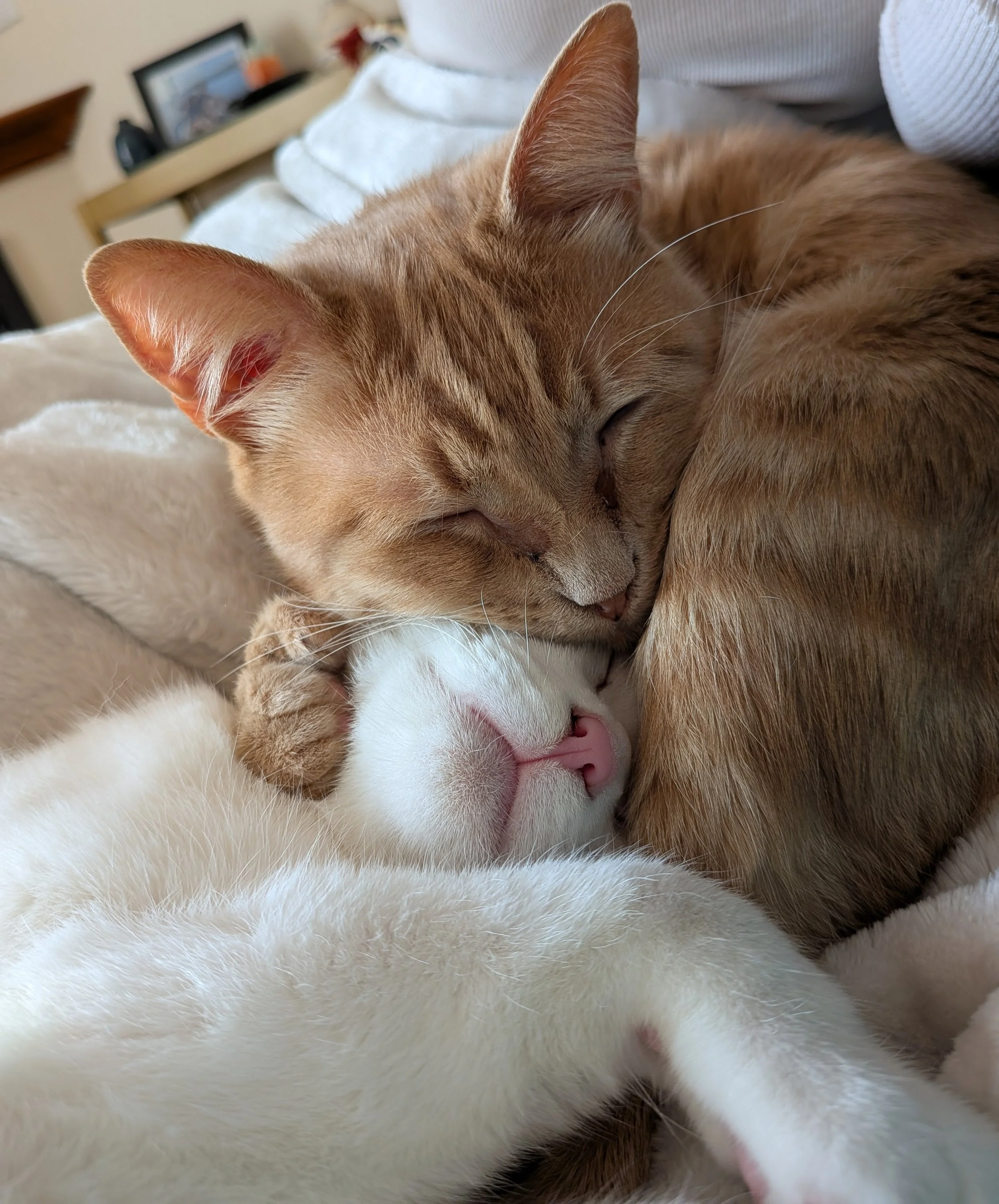 HALIBUT &amp; MARLIN