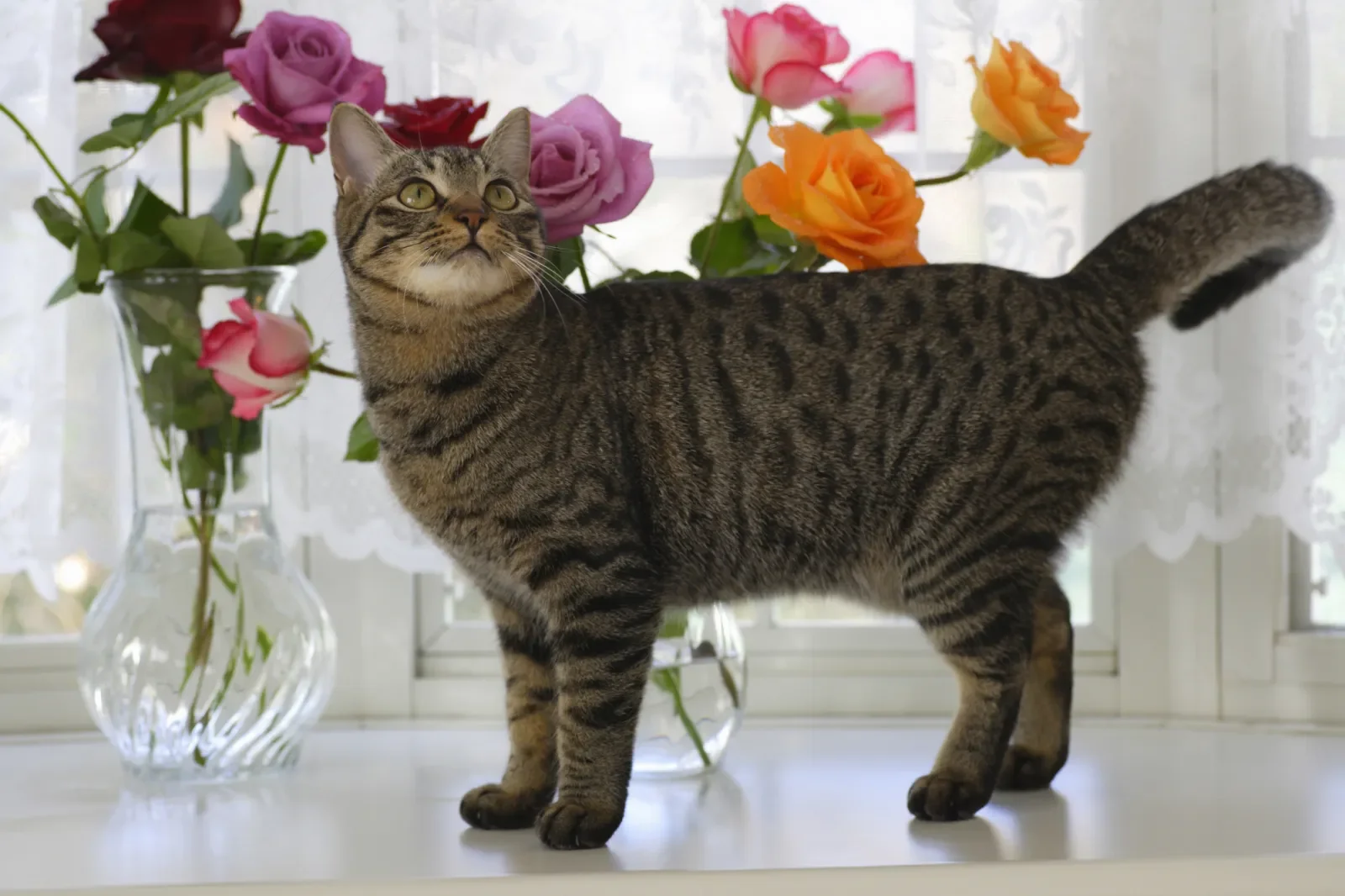 Cats and Flowers