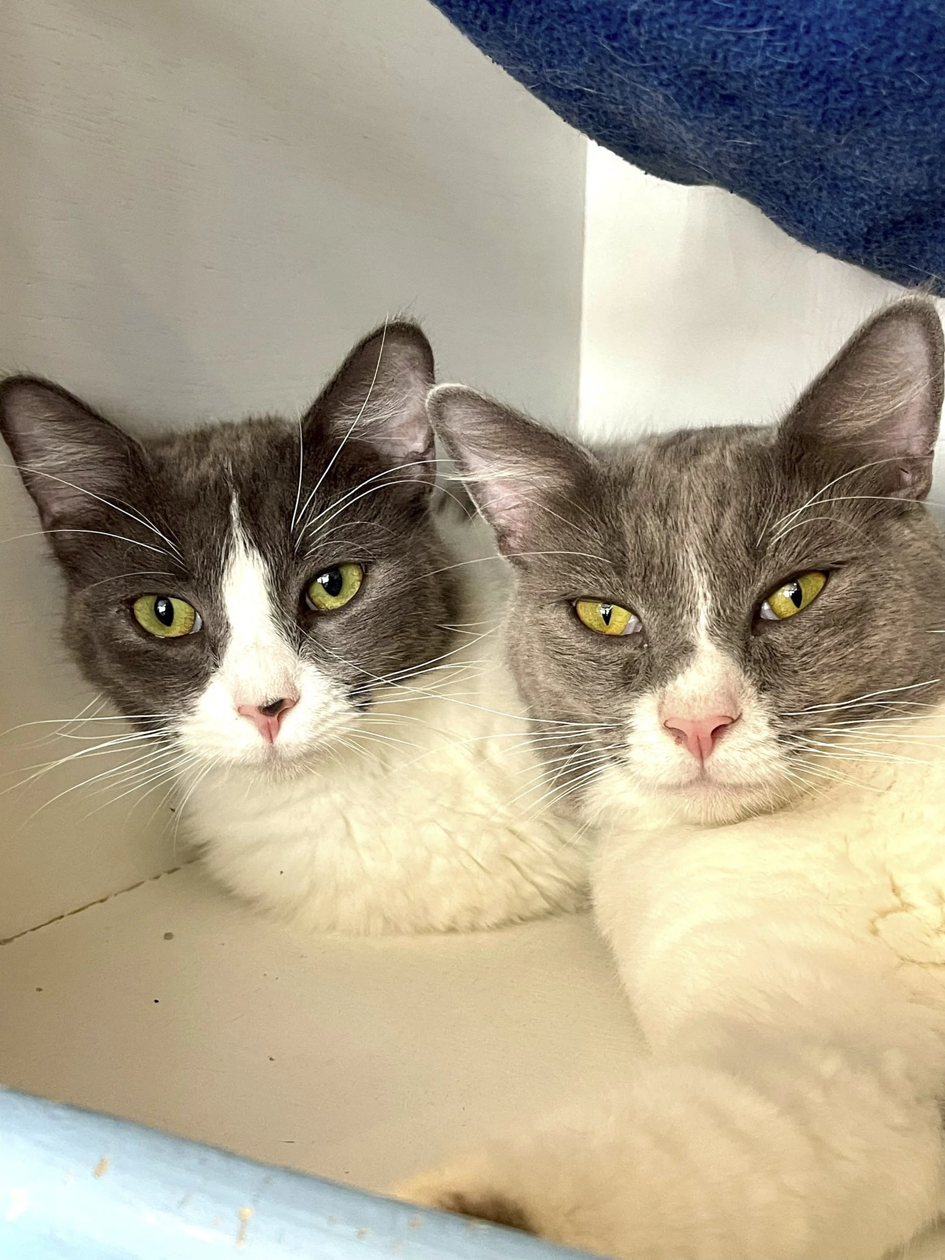 CAMBRIDGE &amp; CALLIOPE