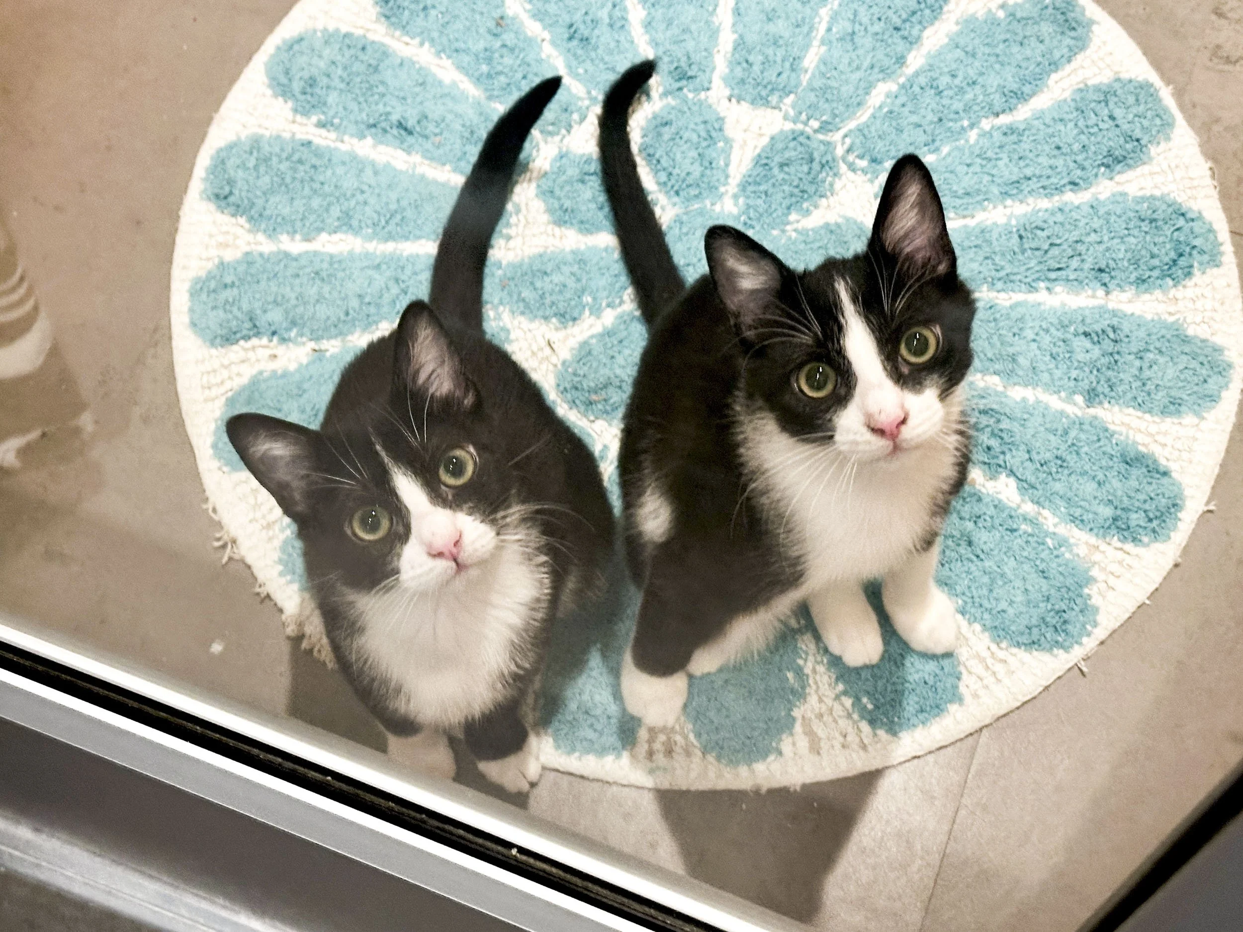 SHAMPOO &amp; CONDITIONER