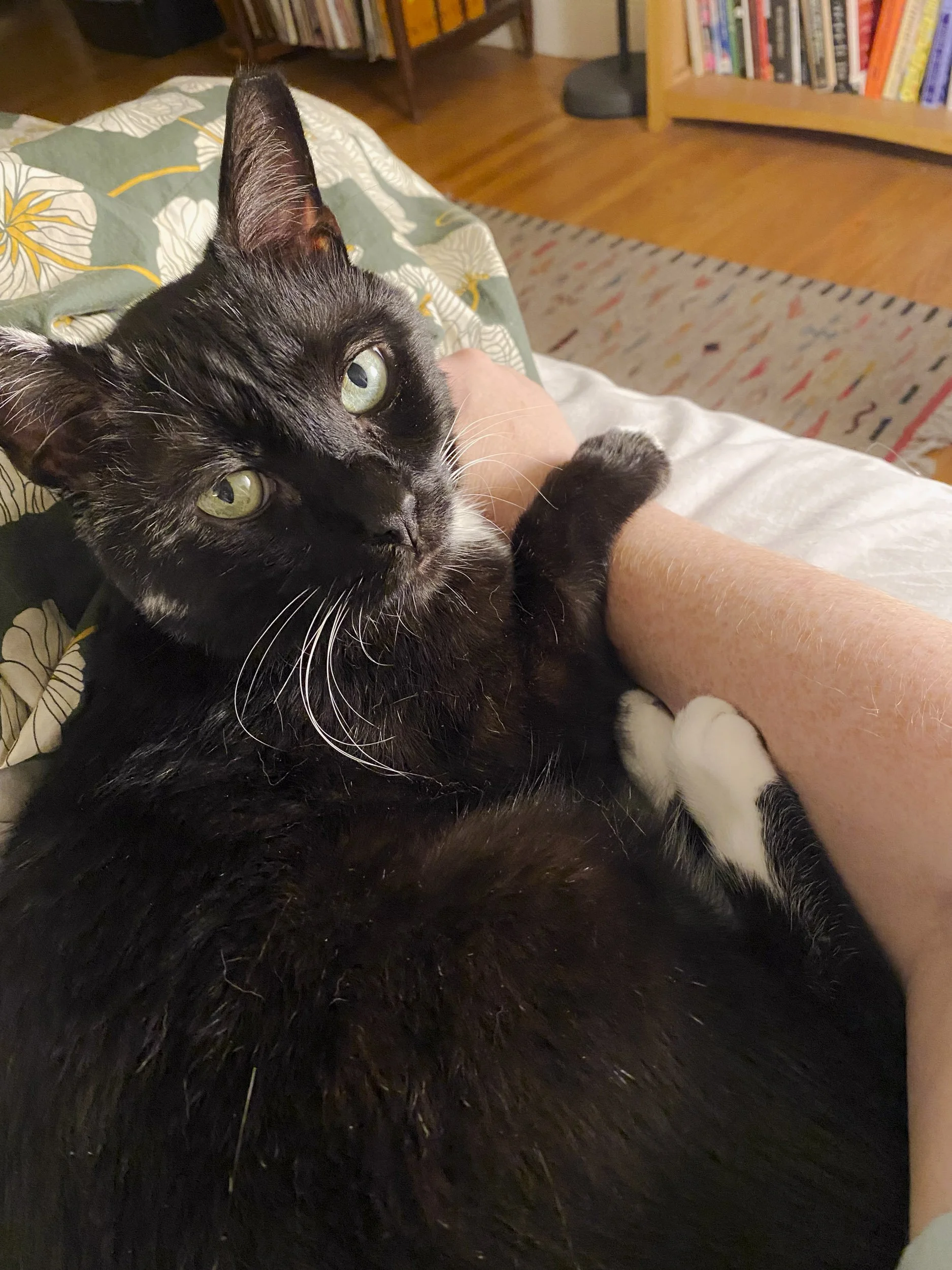 March Adoption Stories