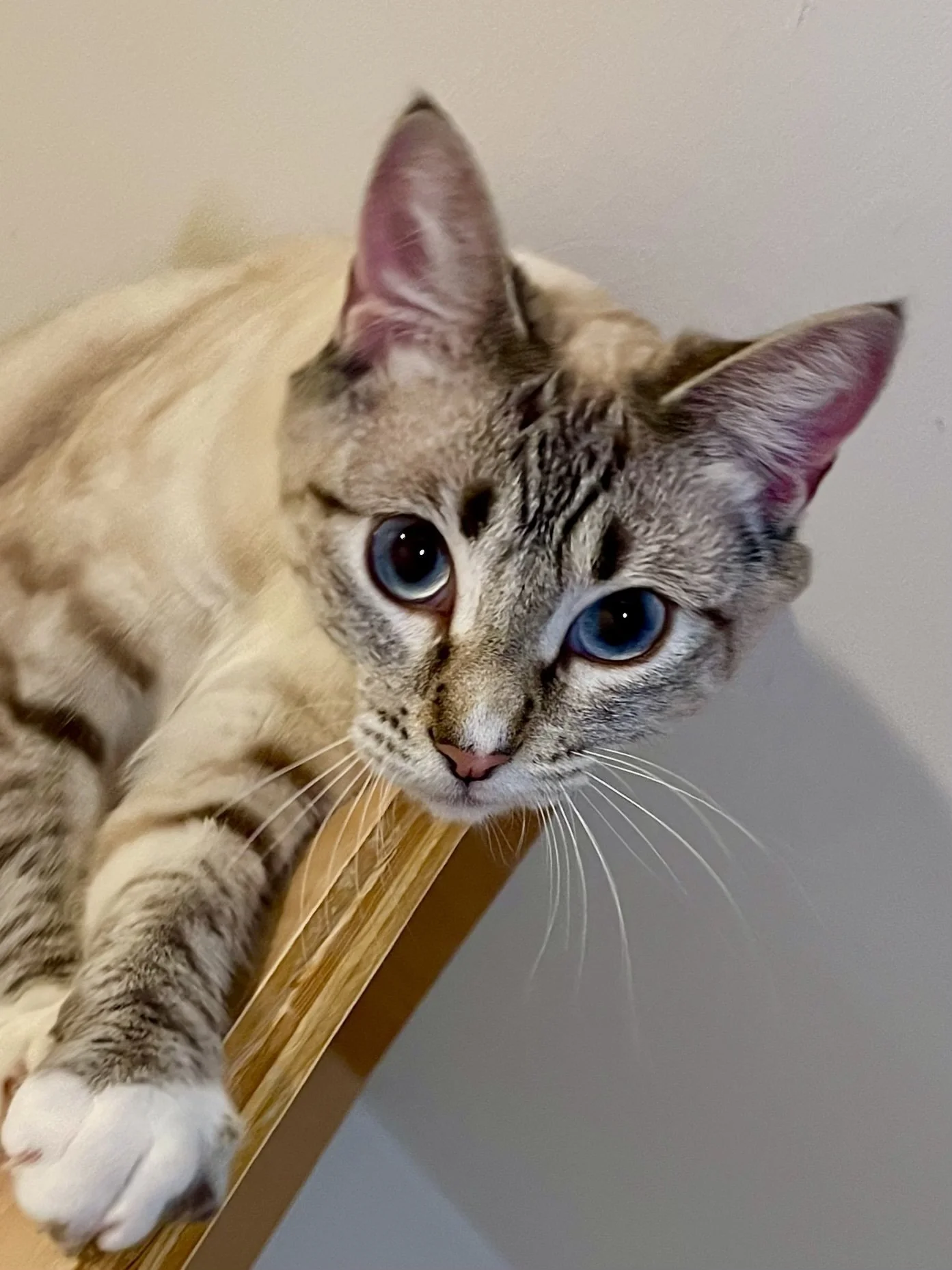 THEODOSIA