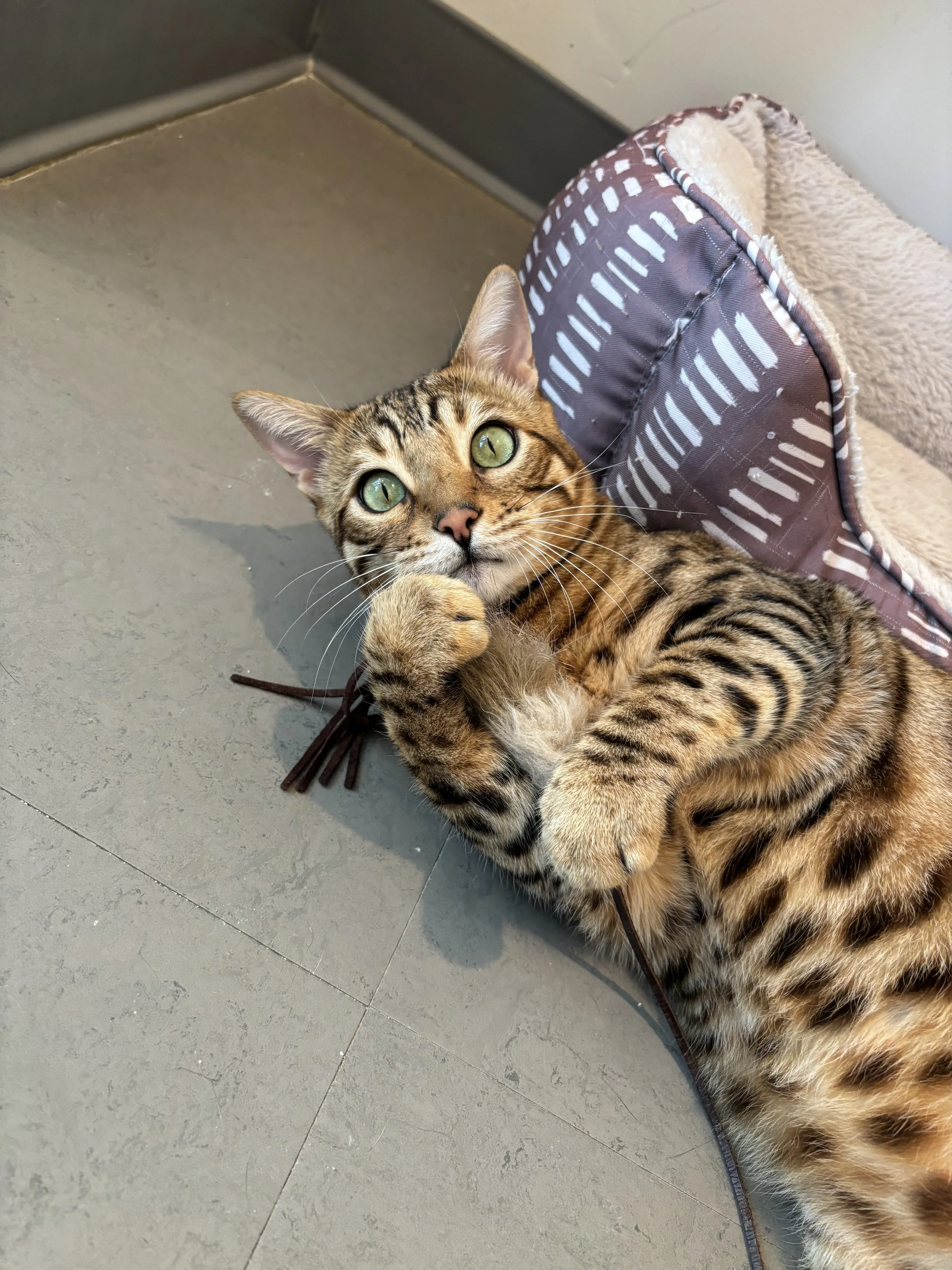 RAJA
