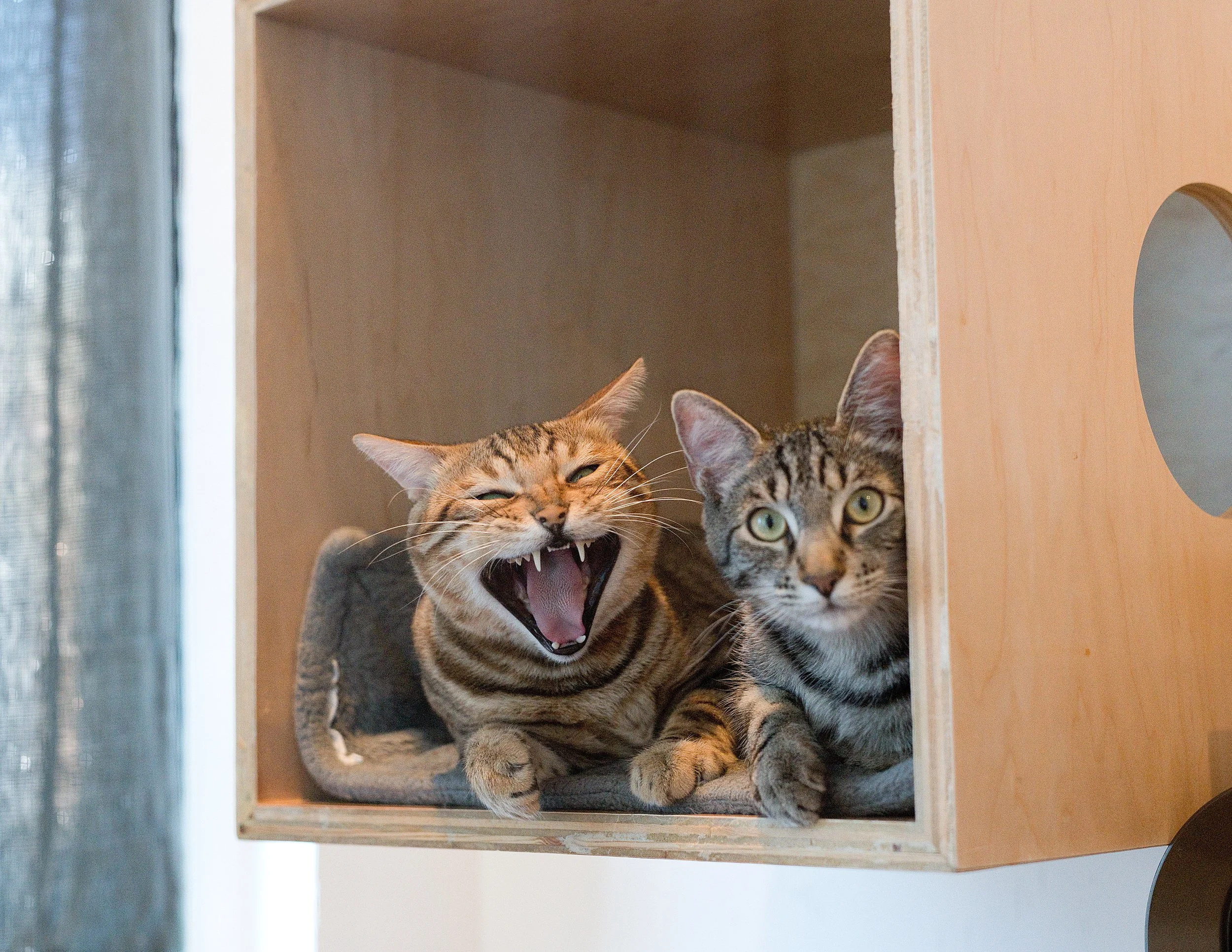 April Adoption Stories