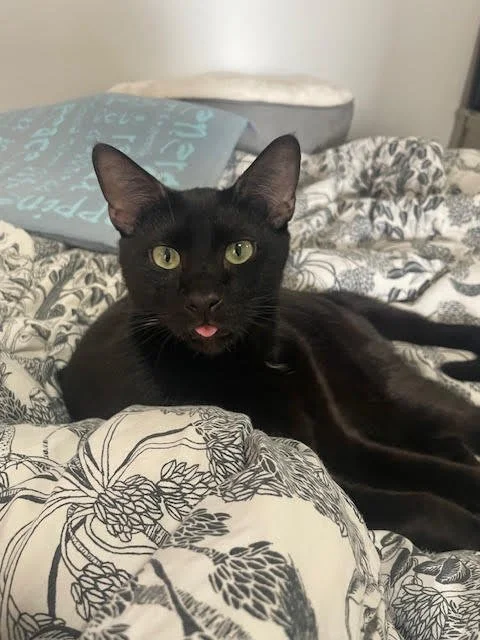 APOLLO
