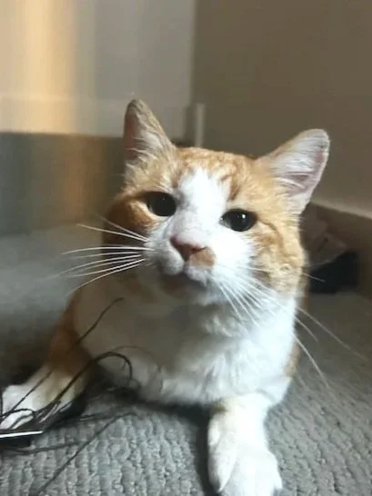 DORITO
