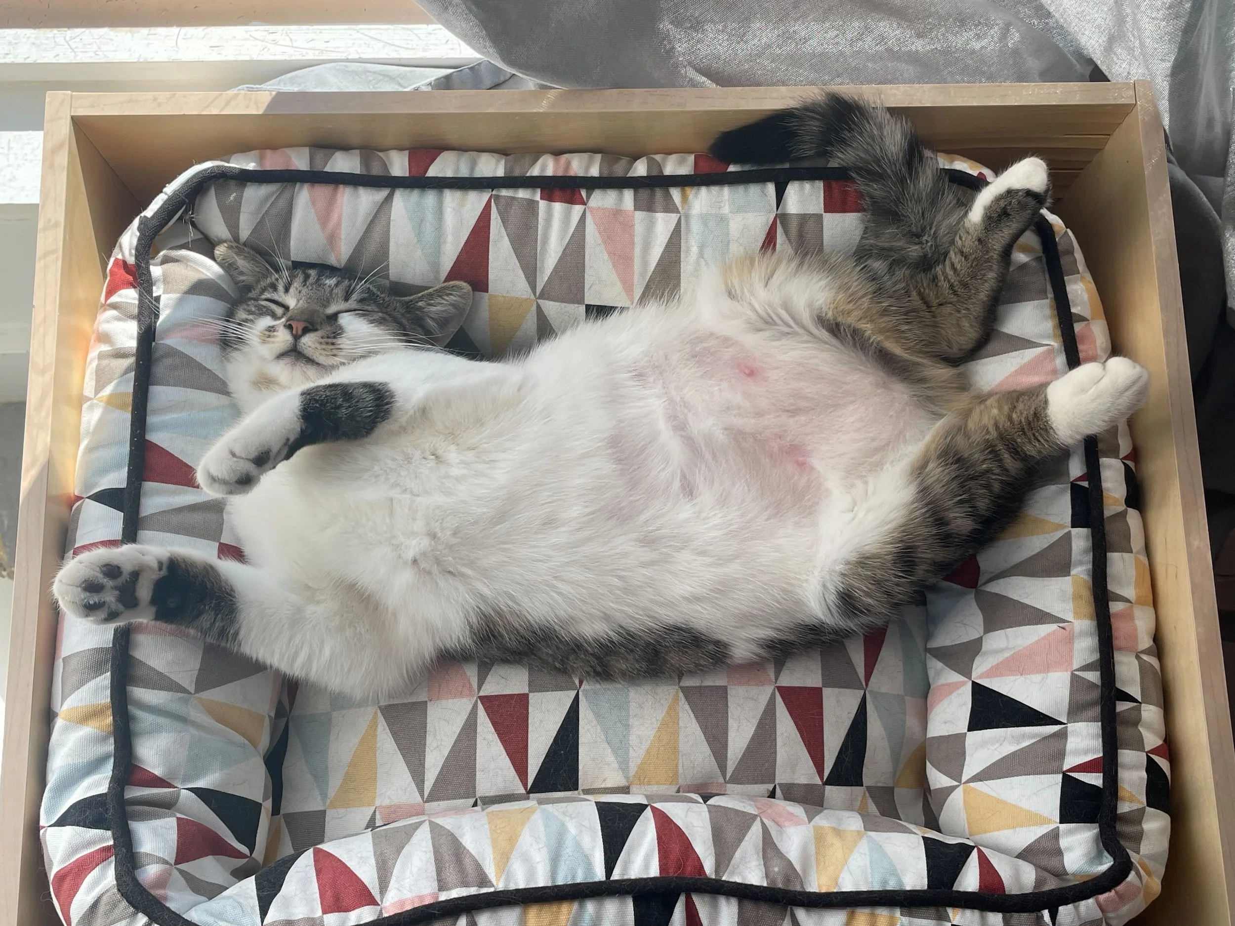 May Adoption Stories