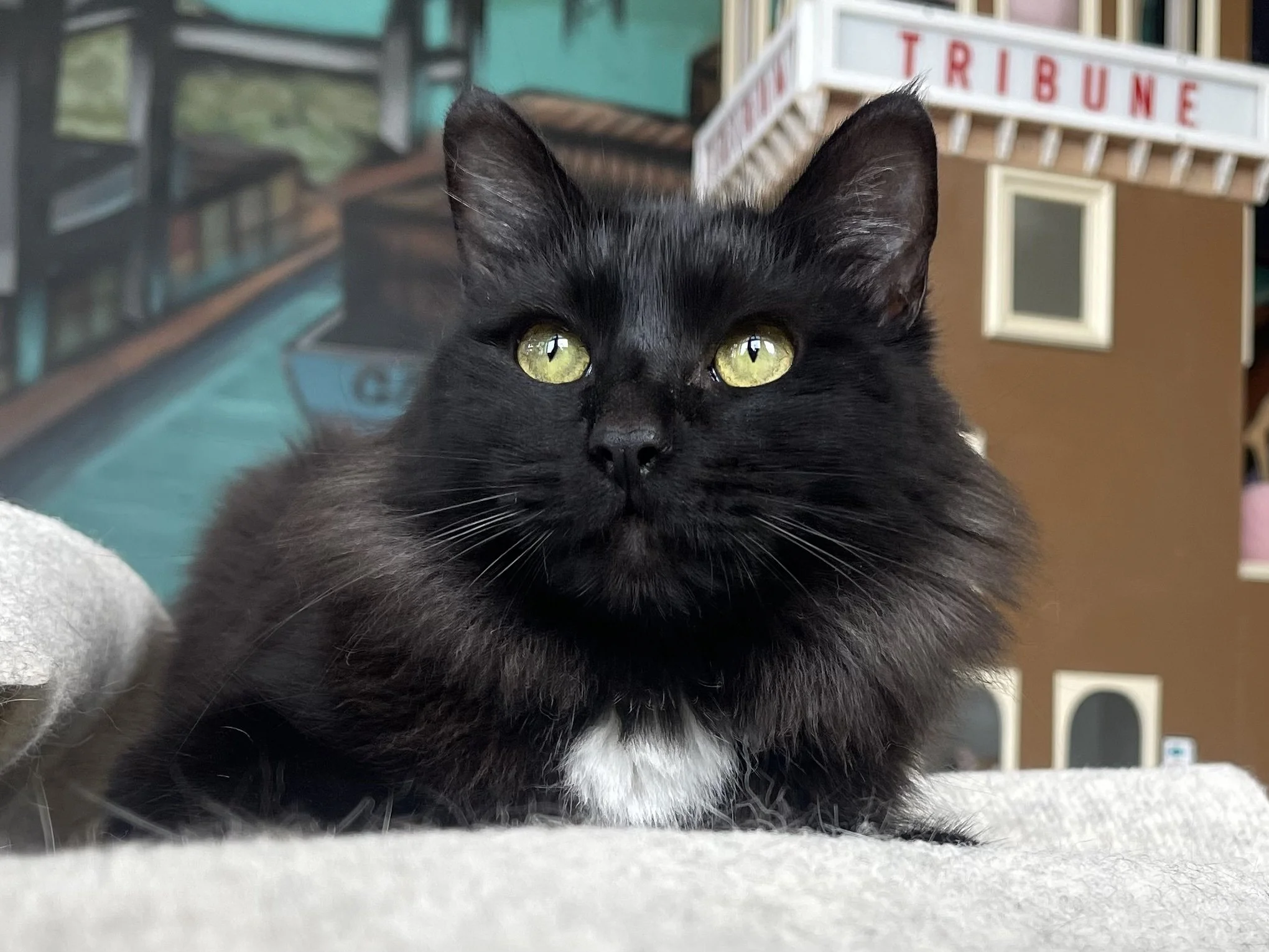 POMMI