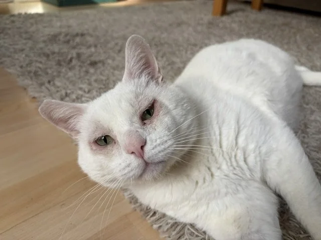 BOB