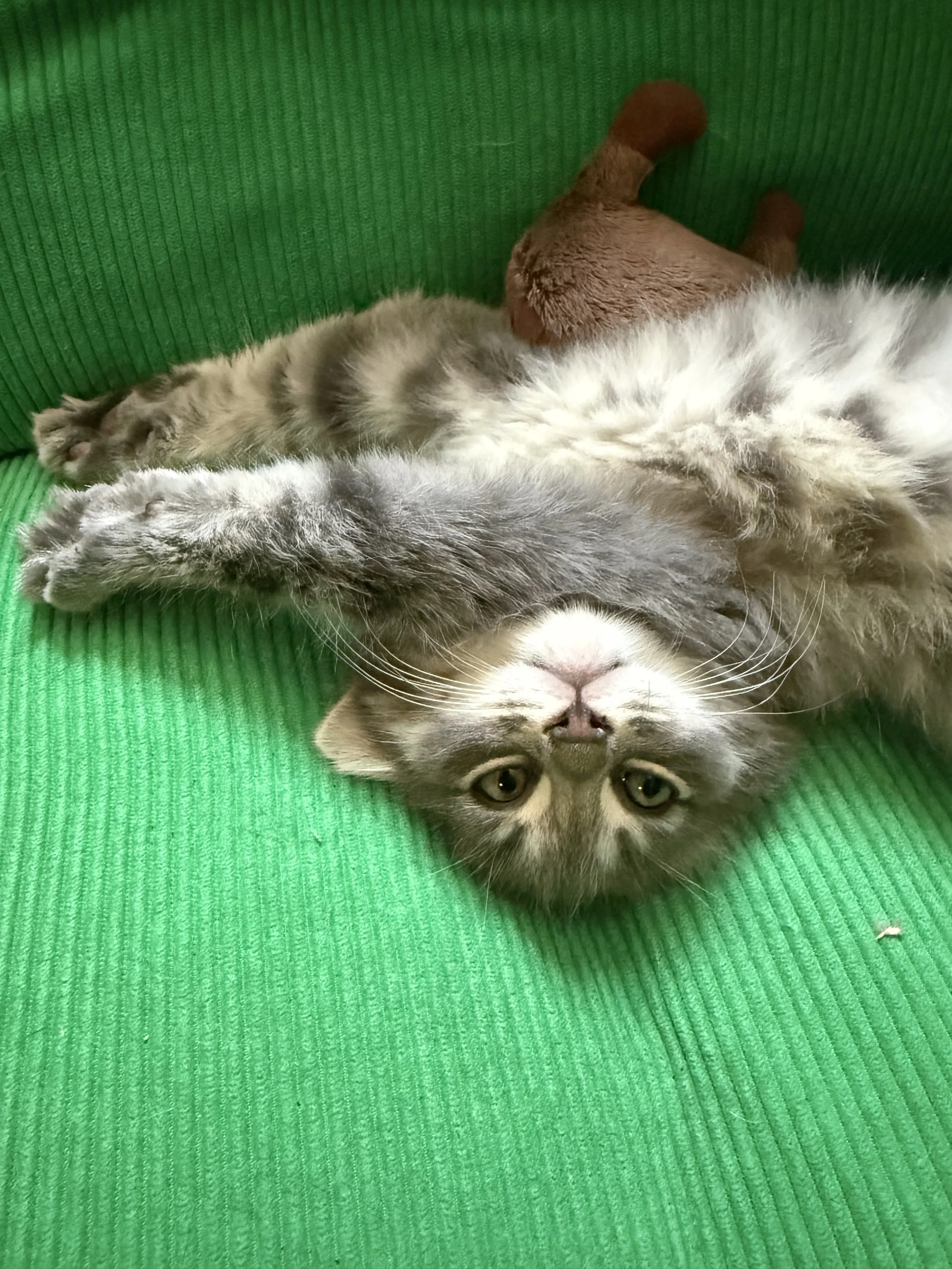 LORENZO