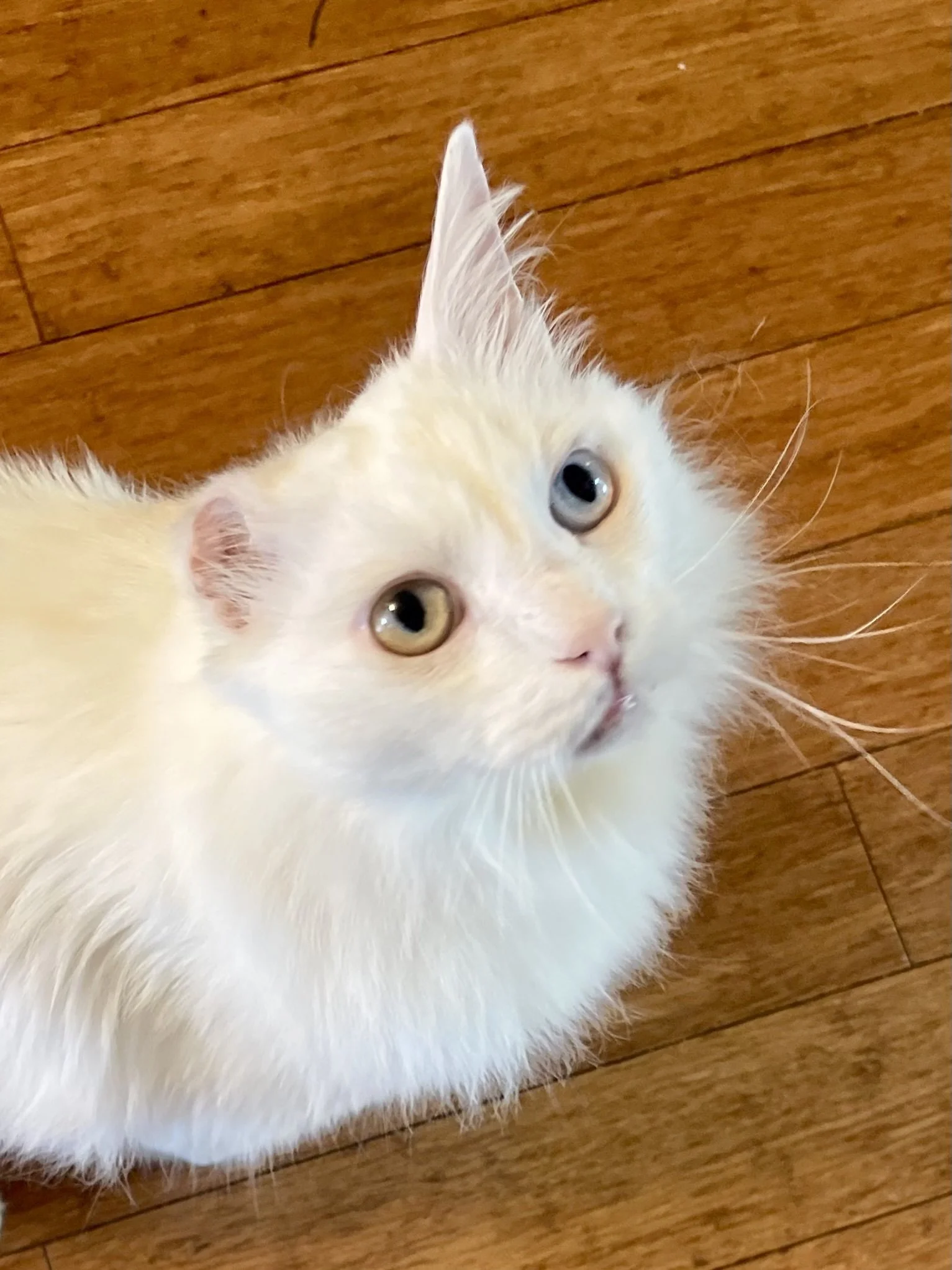 BOWIE